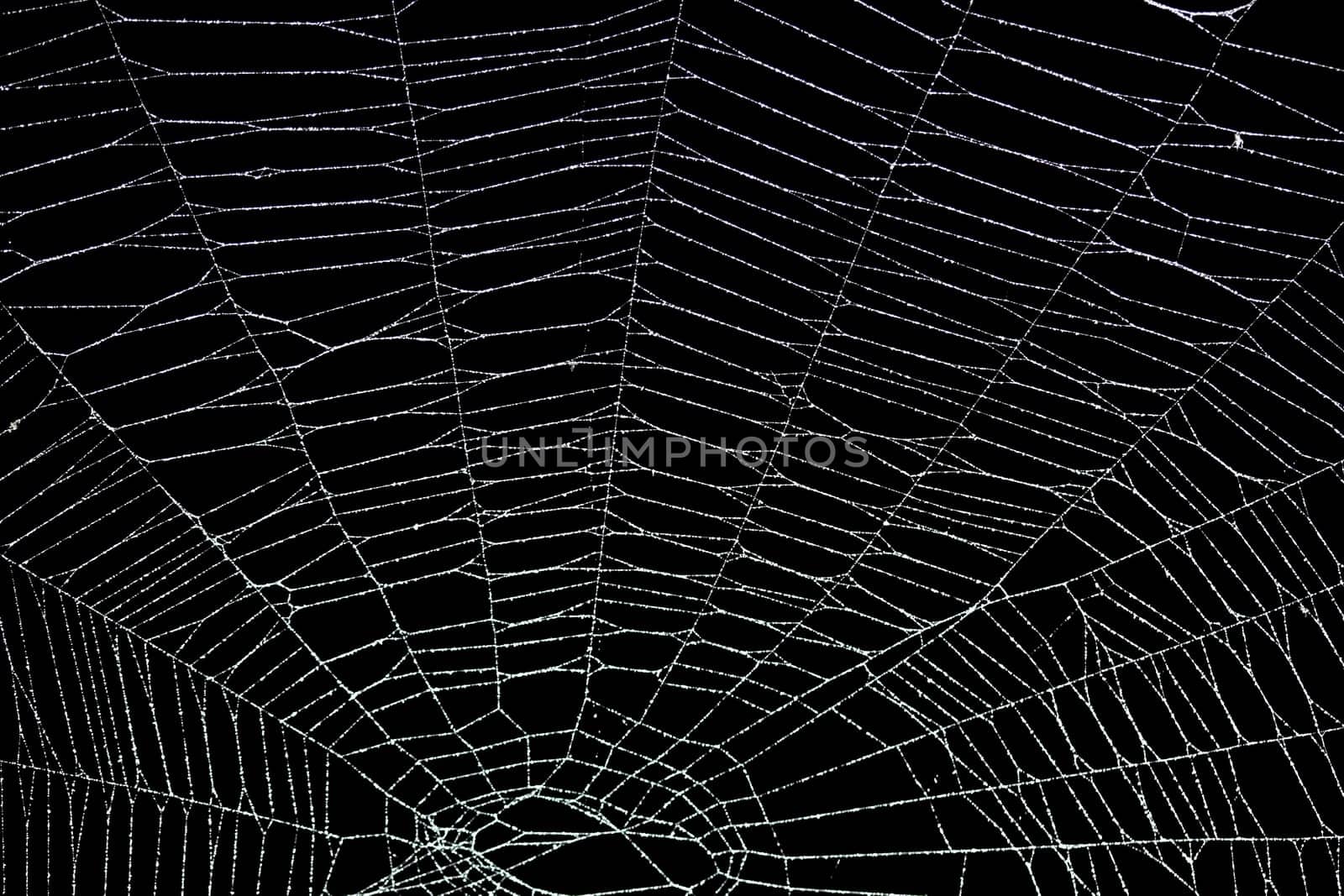 Real frost covered spider web isolated on black