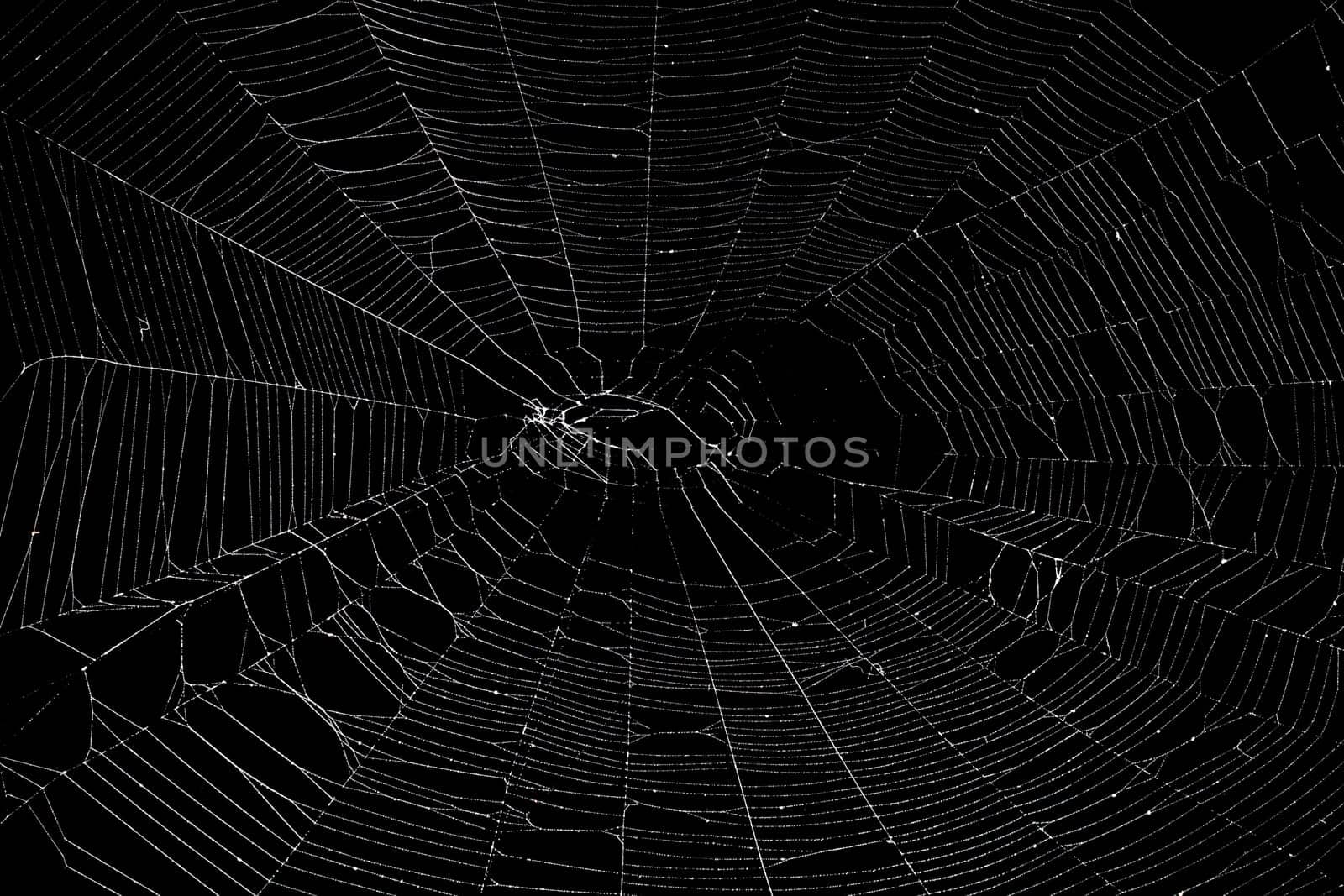 Real spider web isolated on black