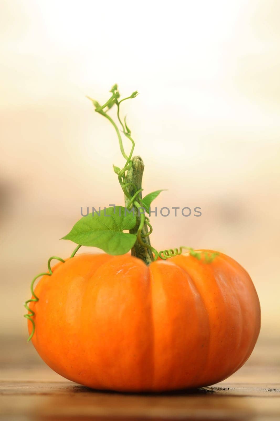 Autumn pumpkin background