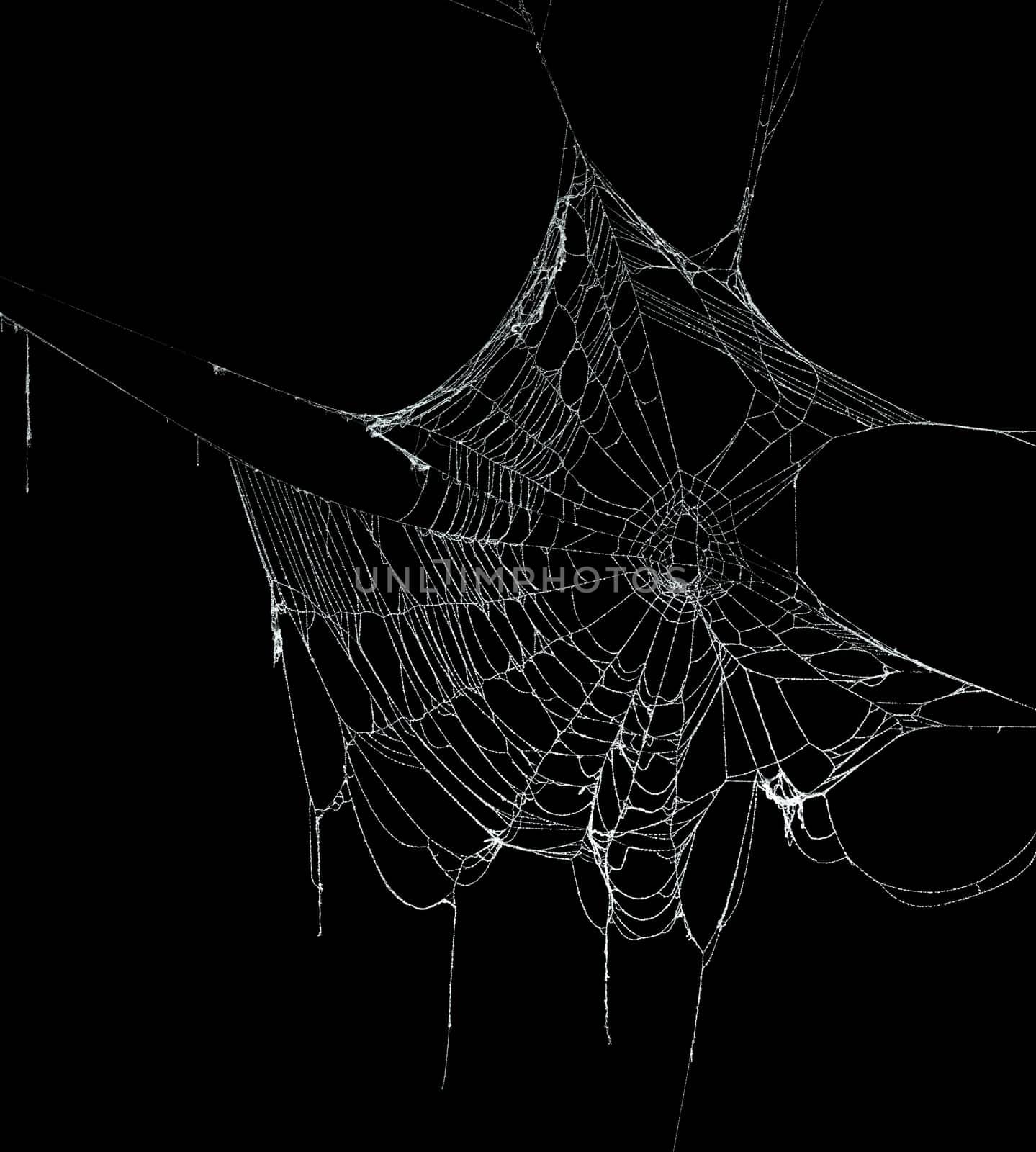 Real frost covered spider web isolated on black
