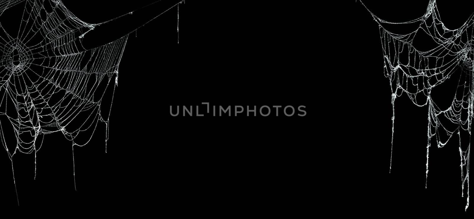 Real creepy spider webs on black banner