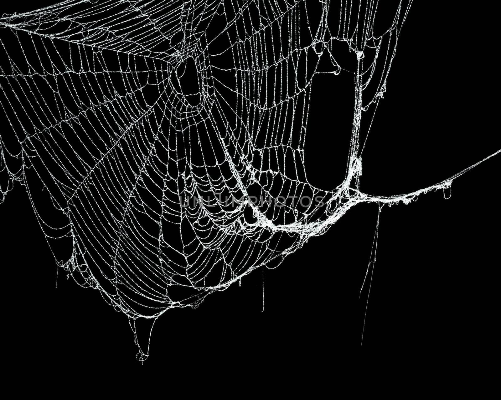 Real frost covered spider web isolated on black