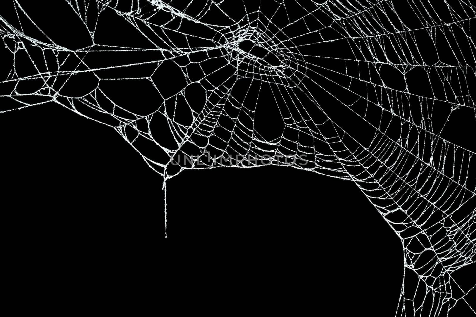 Real frost covered spider web isolated on black