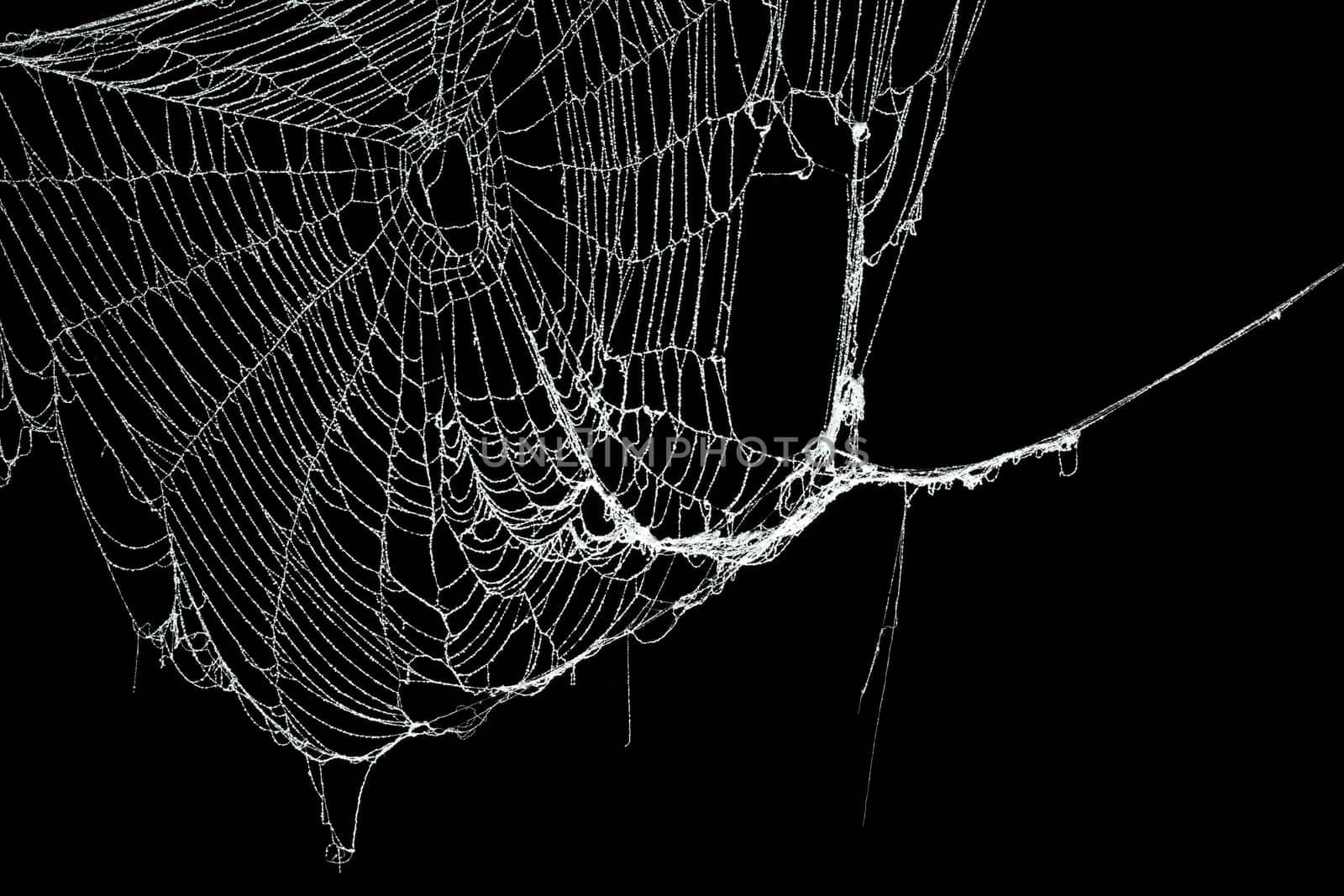 Real frost covered spider web isolated on black