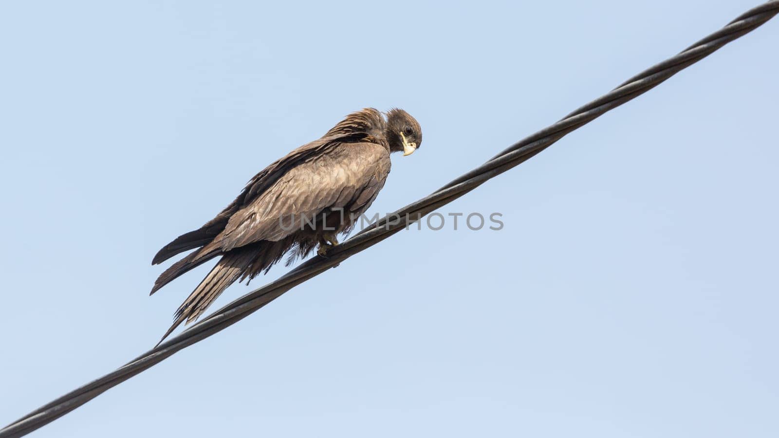 Black Kite, a medium sized bird of pray locally known as Amora