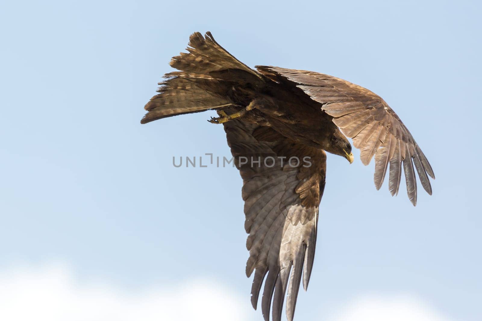 Black Kite locally known as Amora, flying in the air