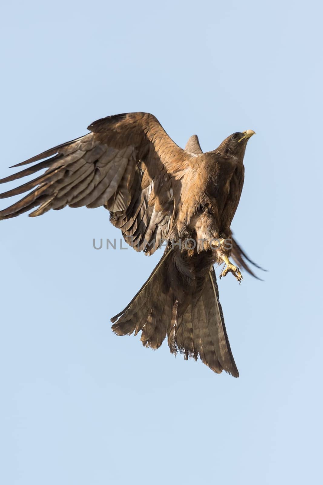 Black Kite locally known as Amora, flying in the air