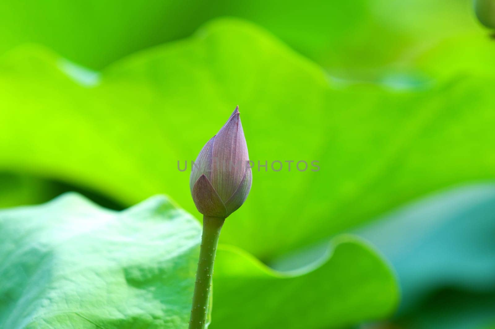 Close up of lotus (bud) flower over leaves