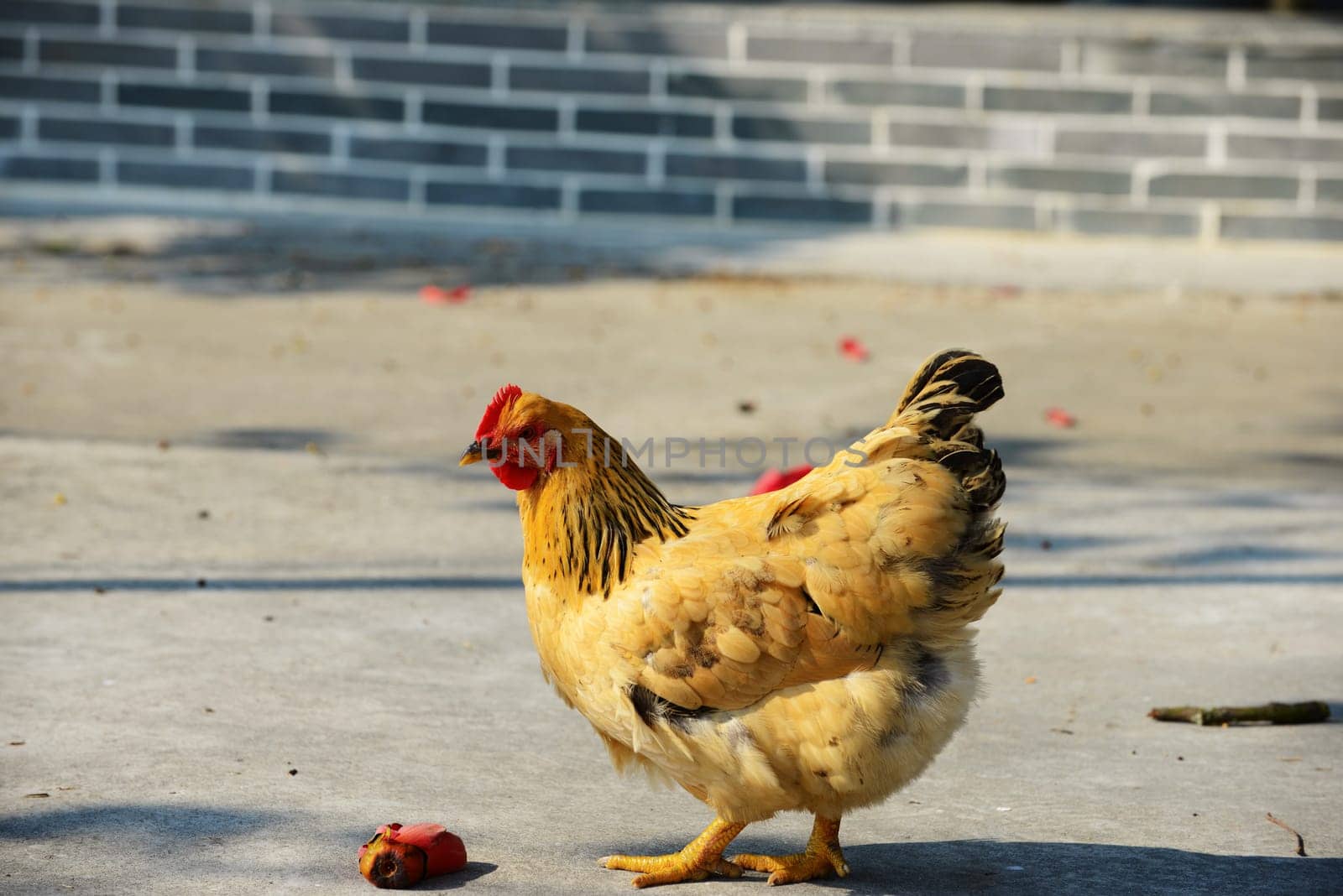 Walking hen in rural area with kapok flower