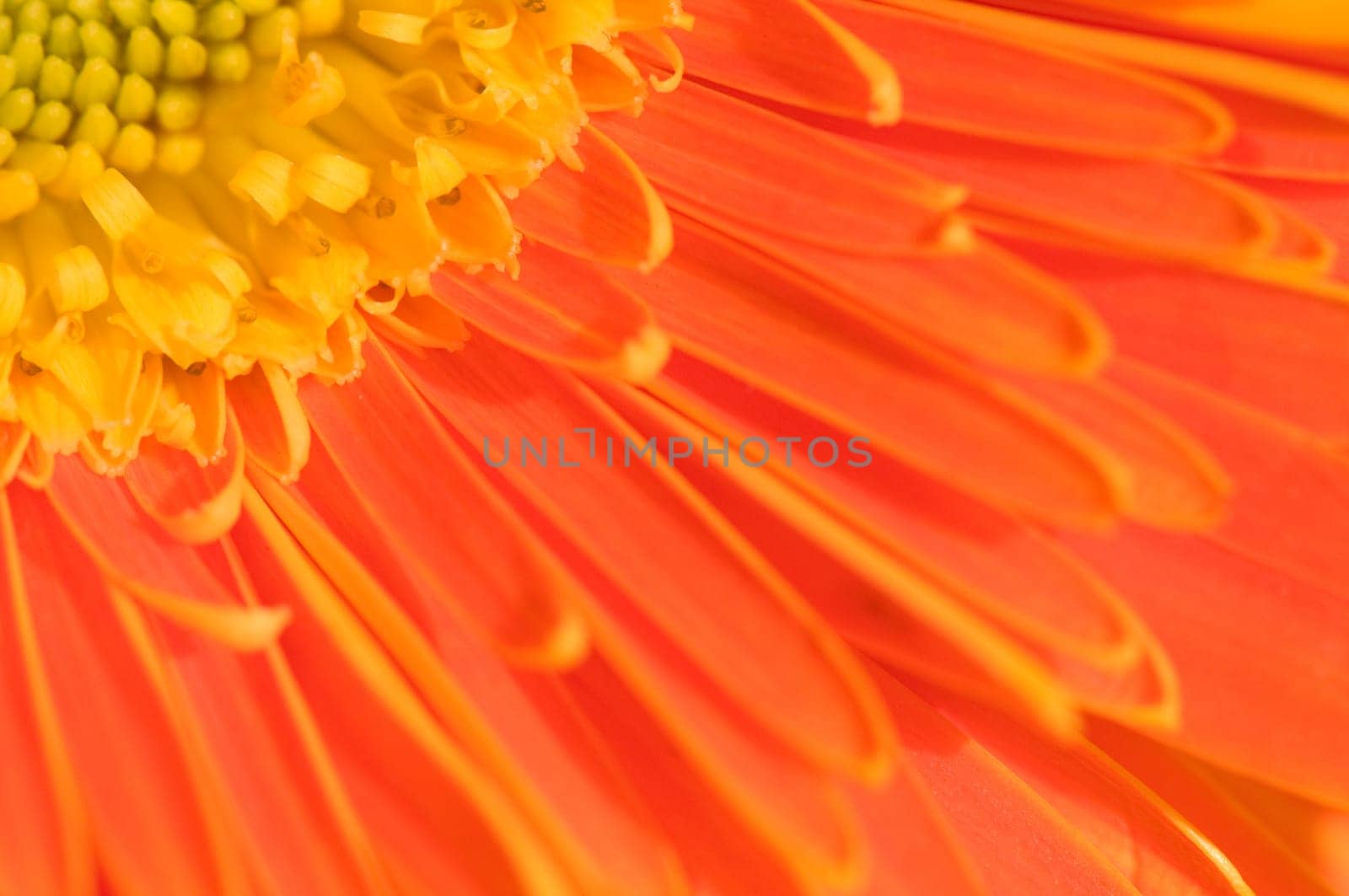 The close up view of orange marguerite