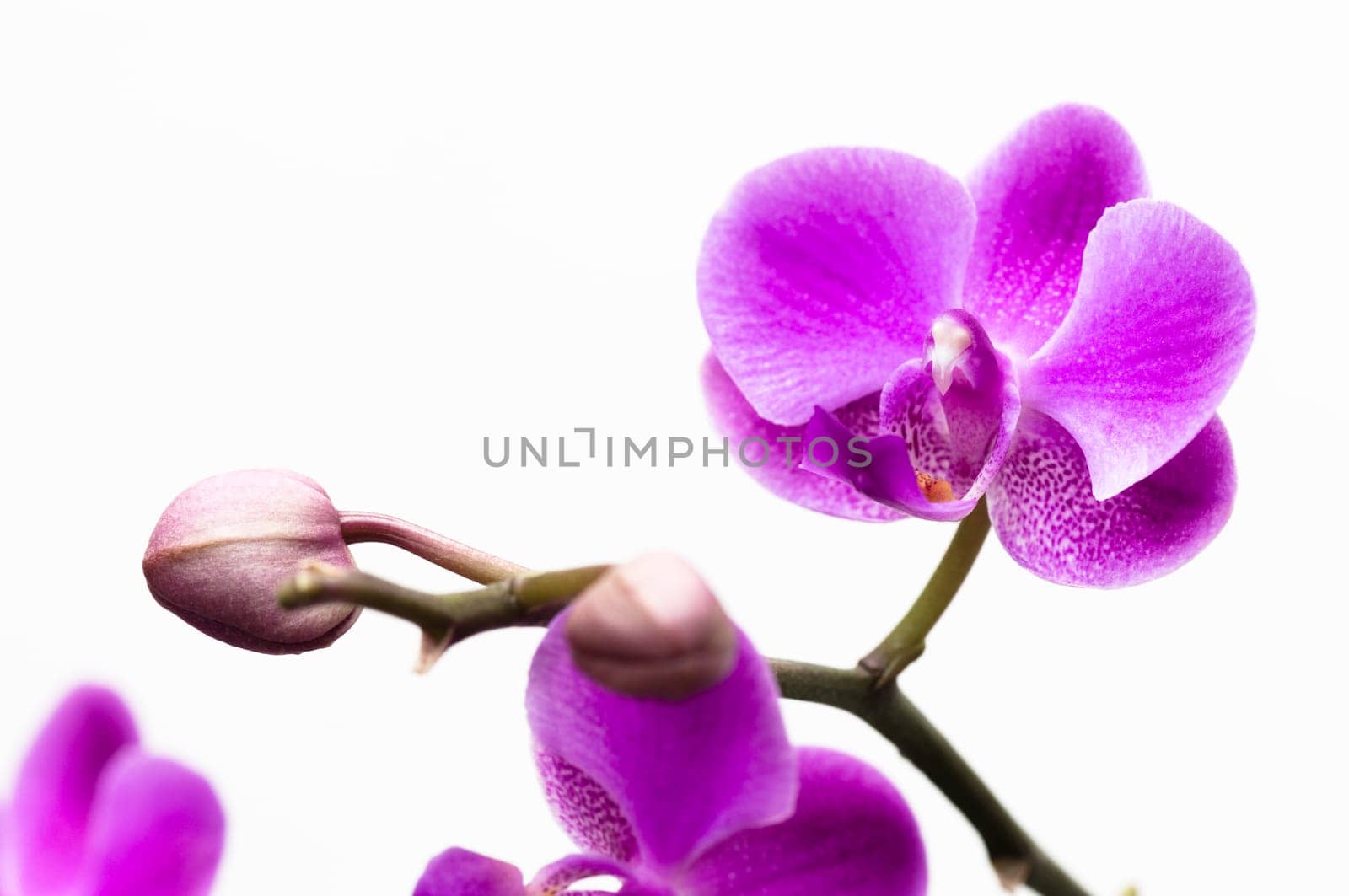Pink orchid flower isolated on white background