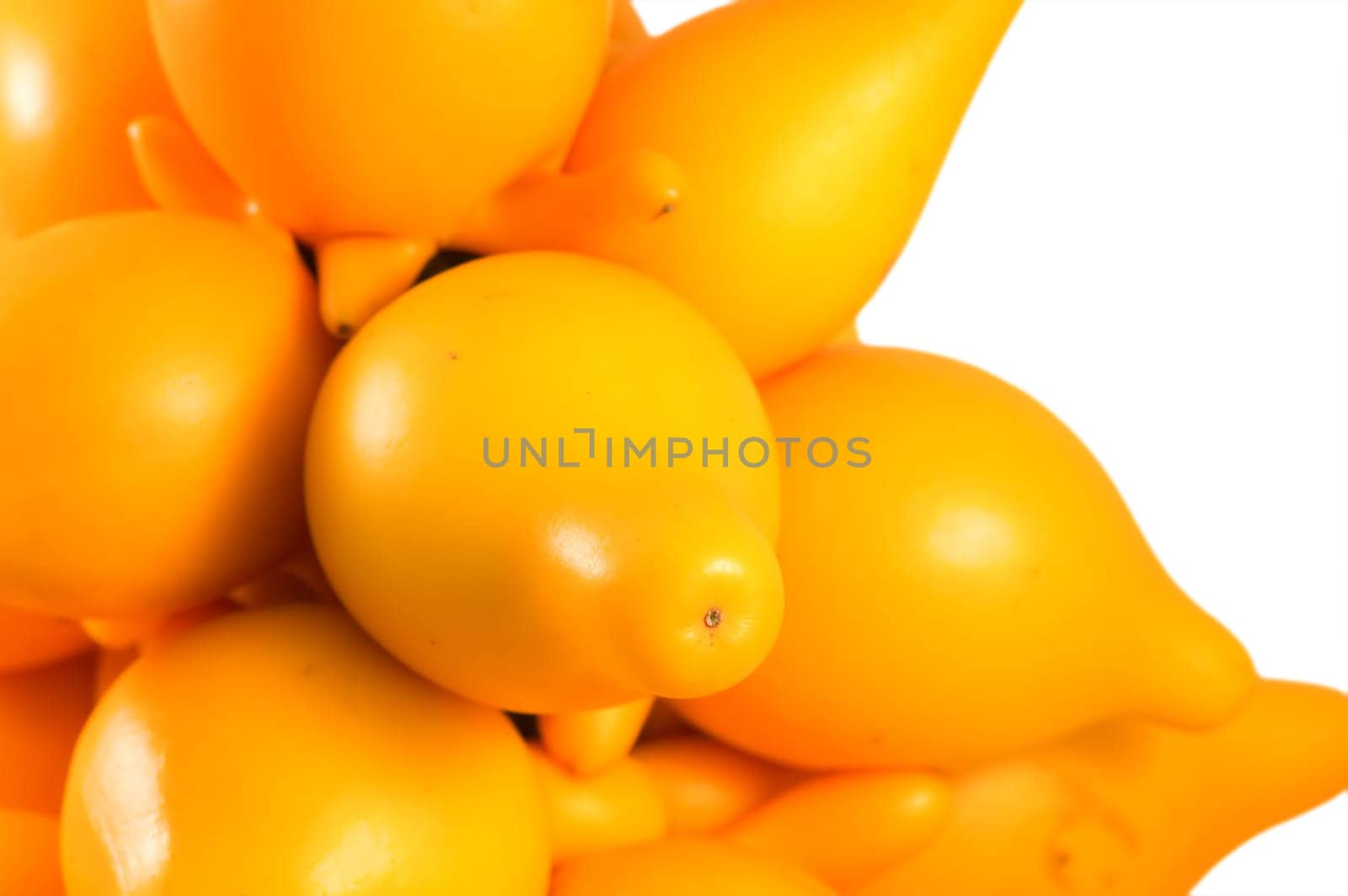 Ornamental solanum mammosum plant, representing lucky symbols in Chinese New Year, isolated over white