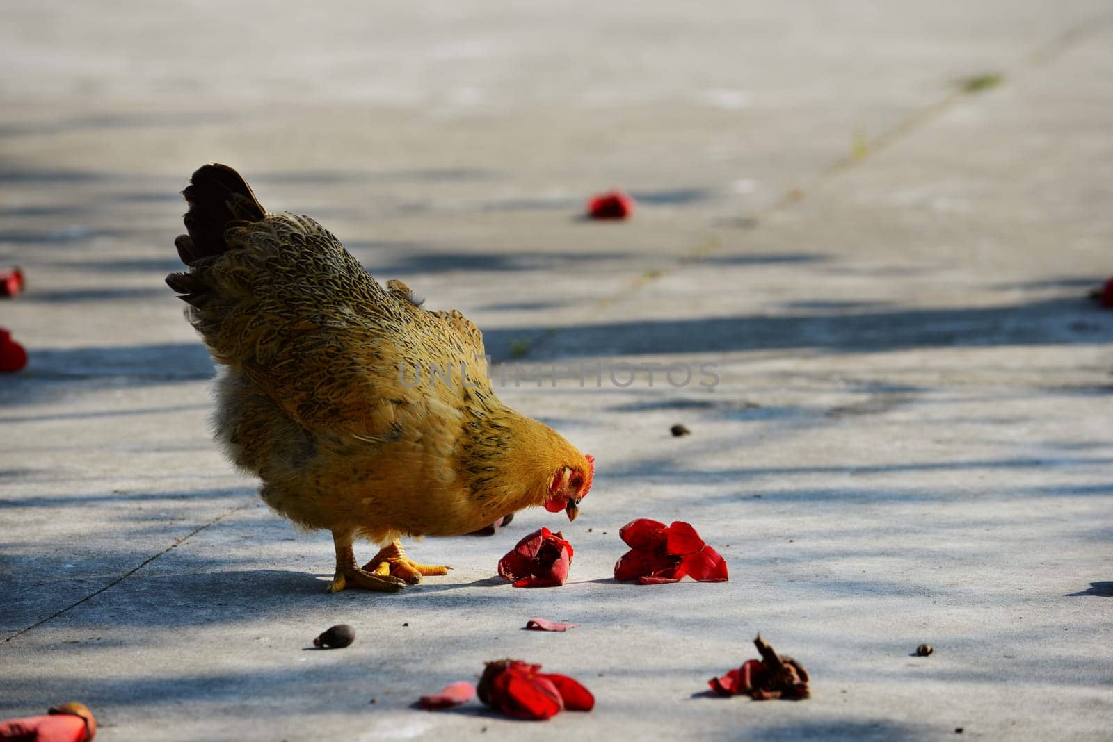 Walking hen in rural area with kapok flowers