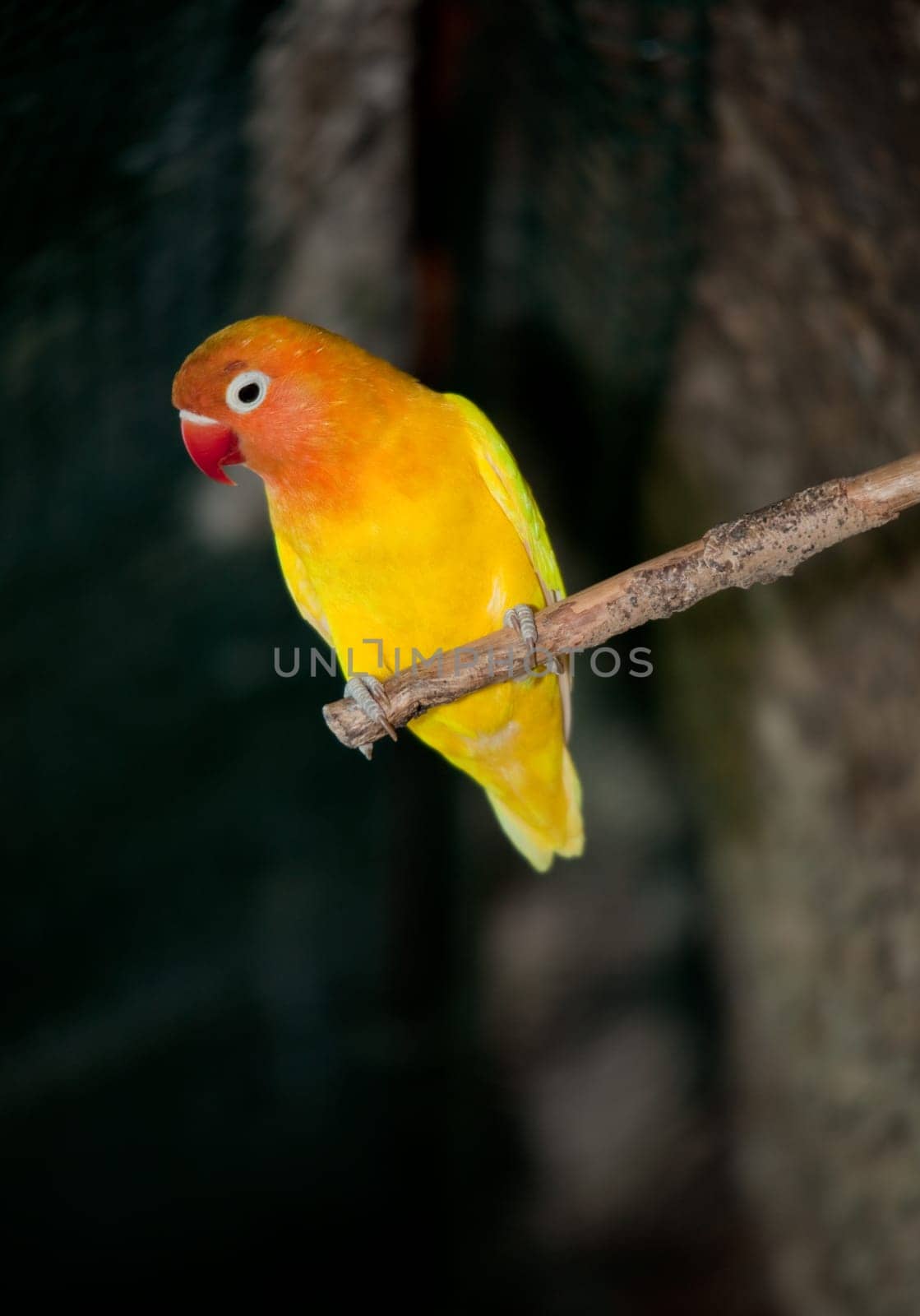 small orange bird at a tree branch