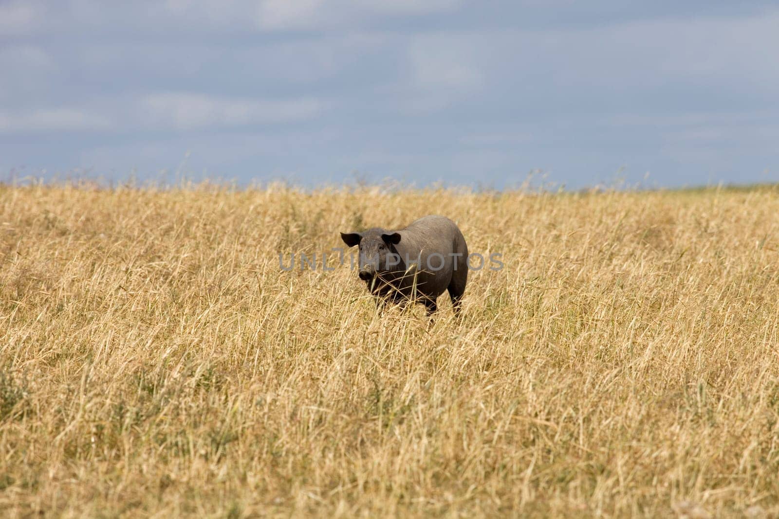 Black pig in a farm in alentejo, Portugal