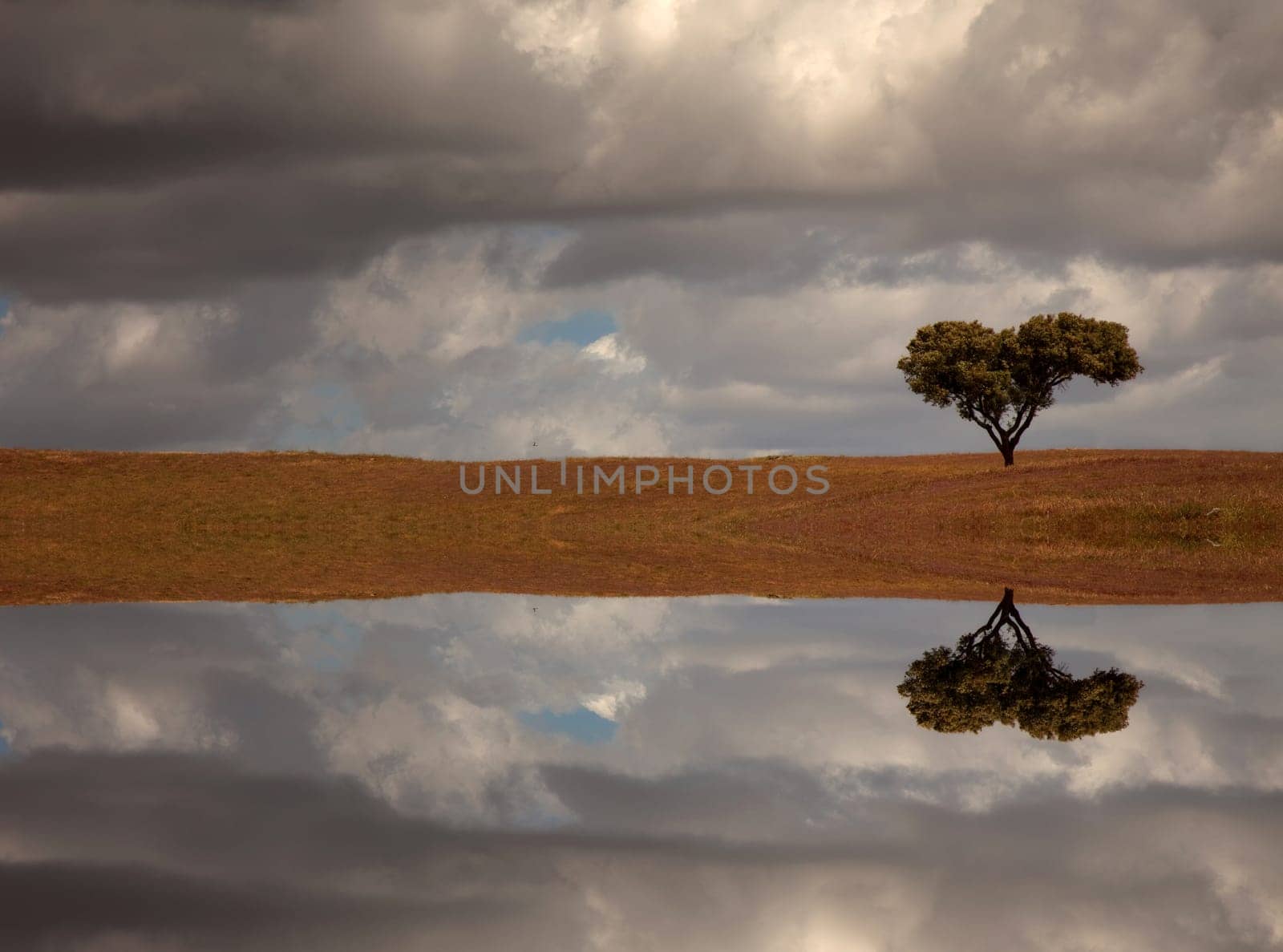 lonely tree in alentejo, the south of portugal