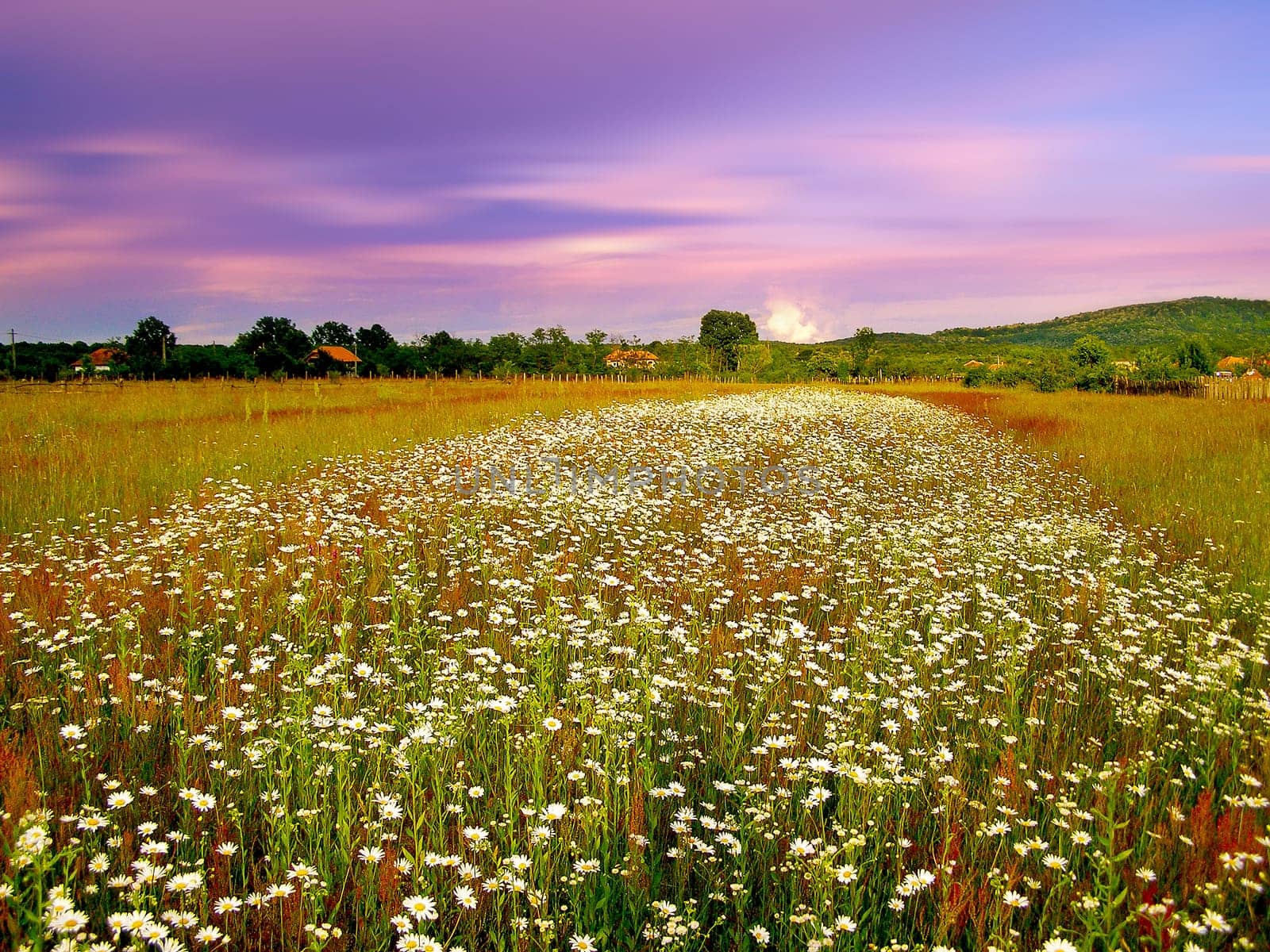 Romanian summer countryside with green fields and wildflowers