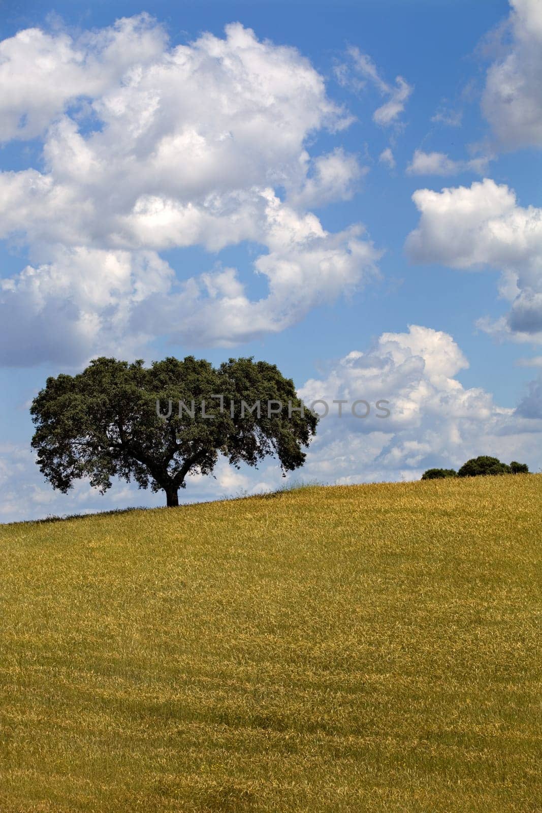 alentejo farm view, in the south of portugal