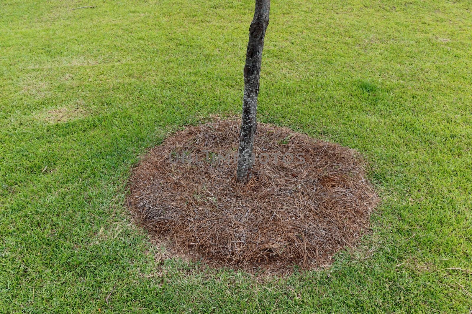 Natural pine tree needles hay surround the bottom of tree as mulch to retain moisture. In a green grass lawn is natural brown pine tree needle around the bottom of a small tree close-up in the day.