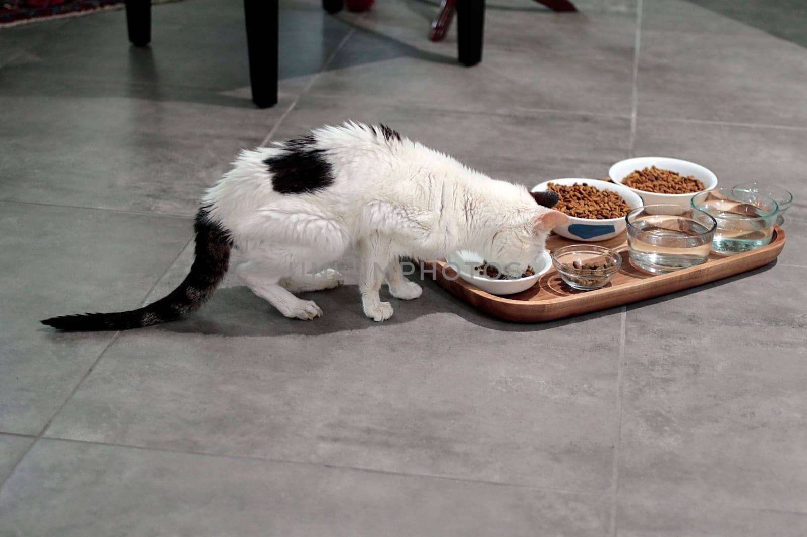Elderly feline domestic pet eating food from one of many bowls of food and water in a wooden tray. Wooden tray on floor holds cat food and water dish containers that an older female cat eats from..
