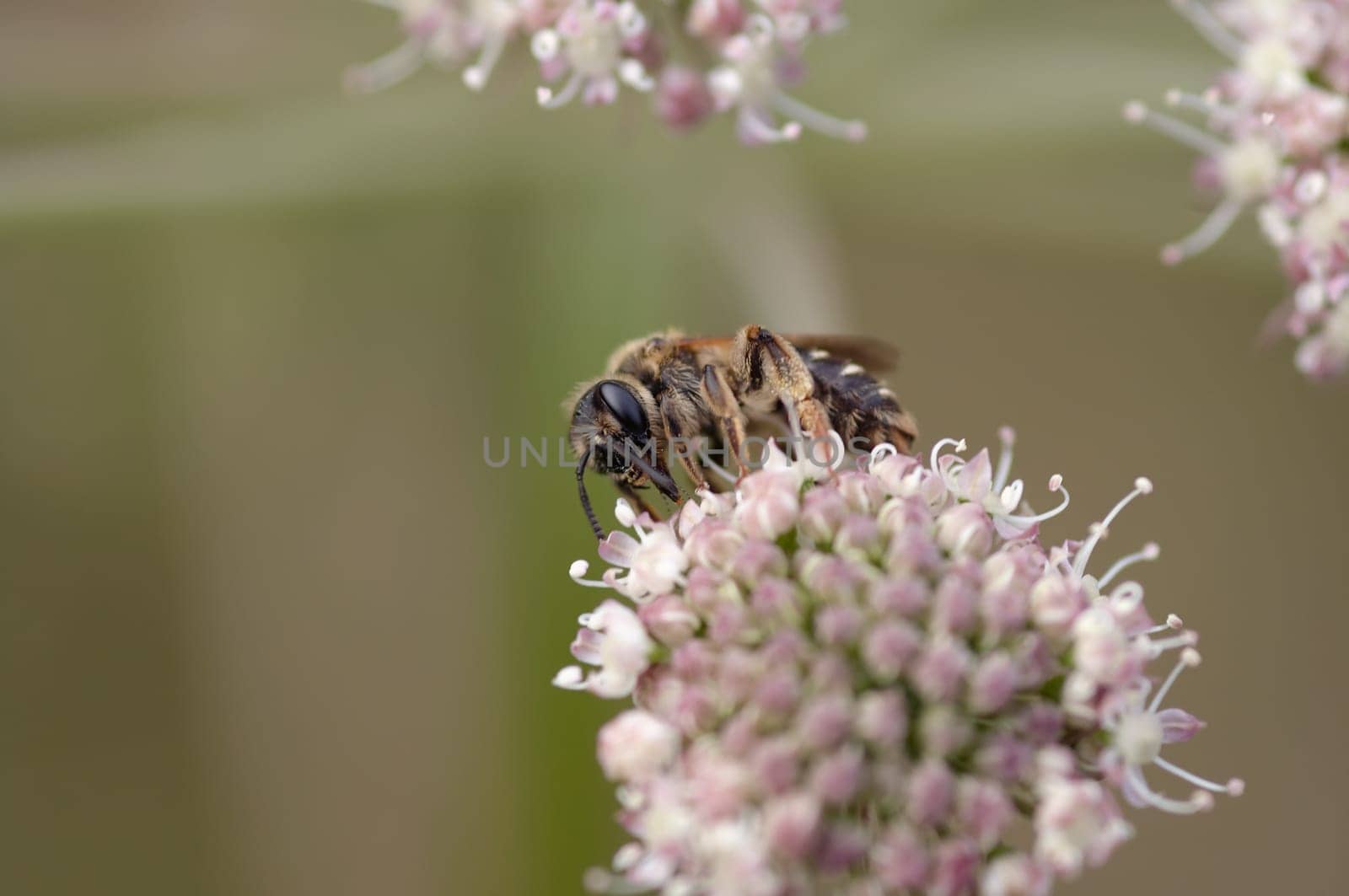 Pollination - detail of the honeybee on the bloom