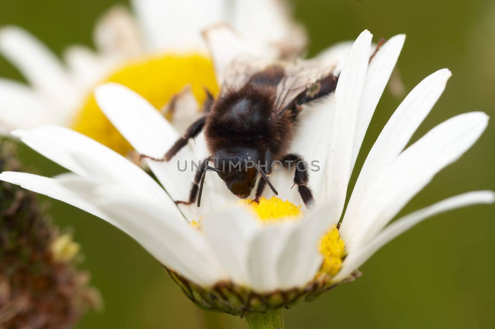 Detail  of the honeybee on the flower - pollination
