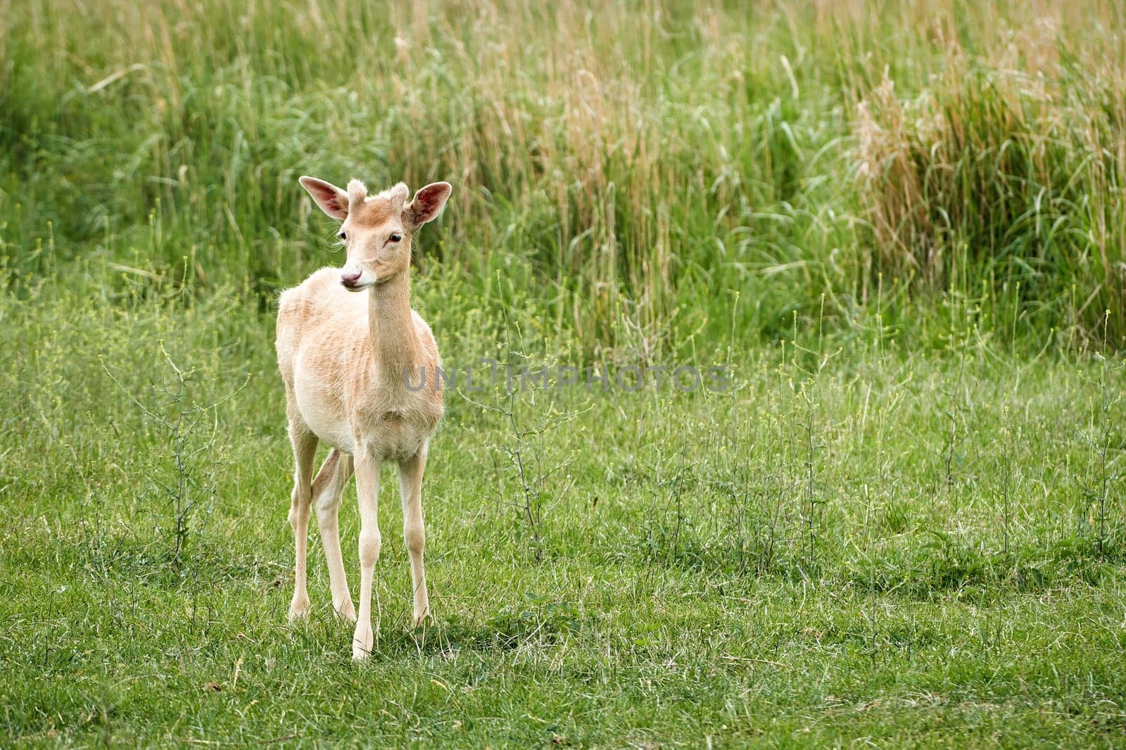 White fallow deer (Dama dama) on a meadow in summer