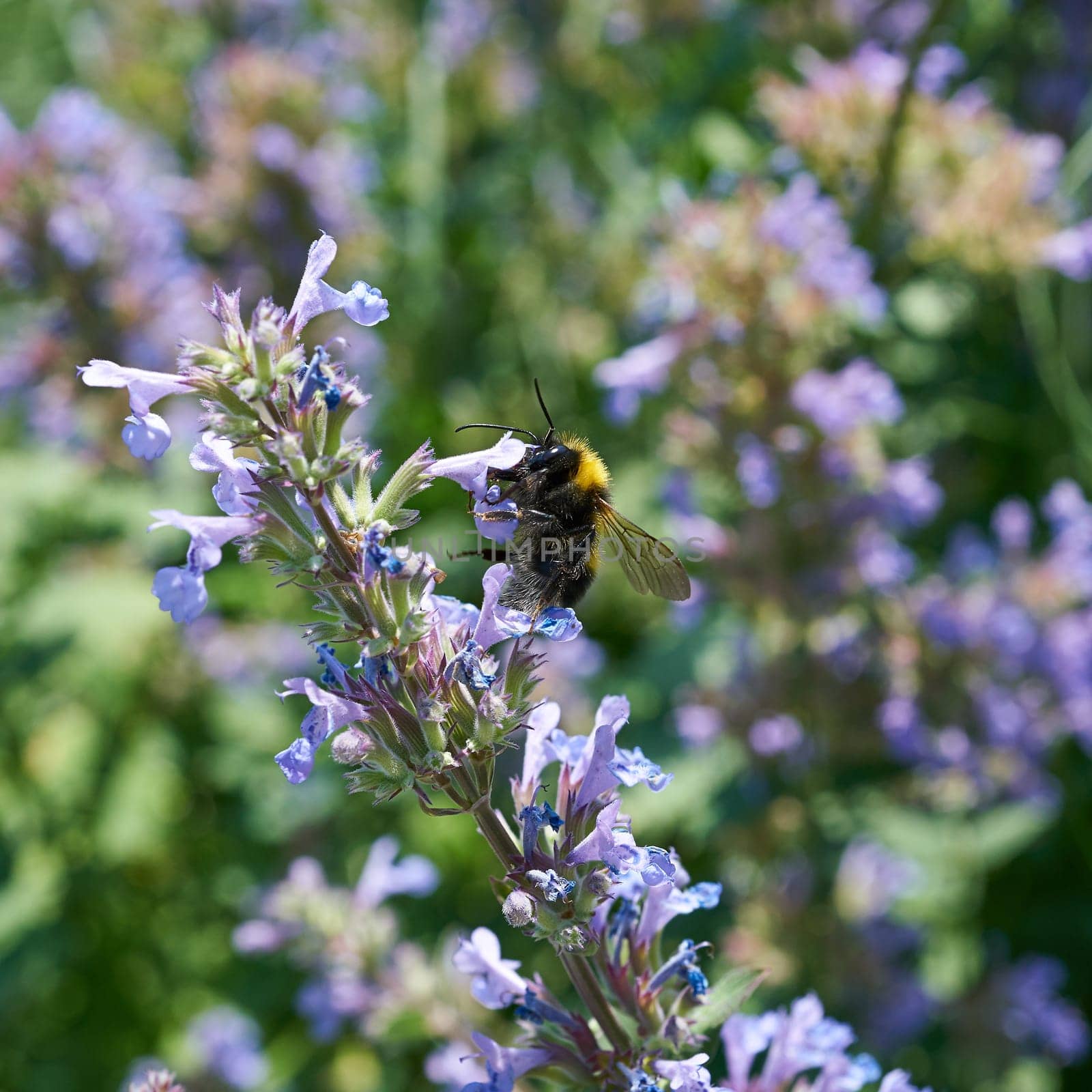 Bee at pollination of a flower in spring