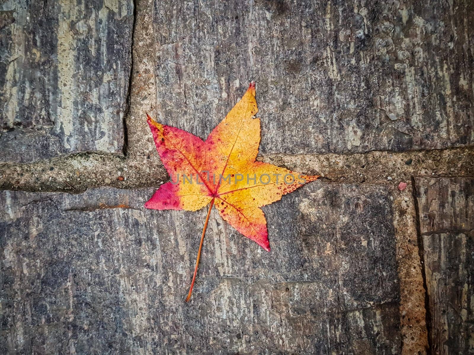 Orange and red flower on a pavement. CloseUp of a leaf.