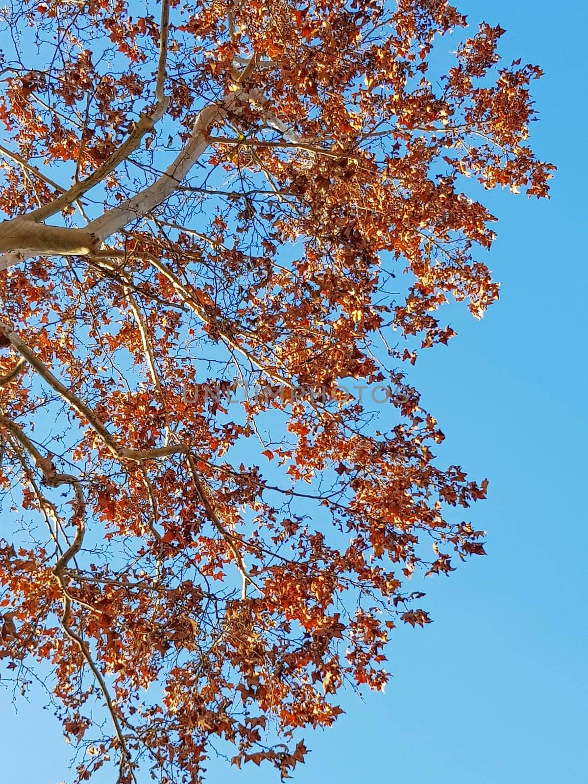 Gold, brown leafs on a brunch