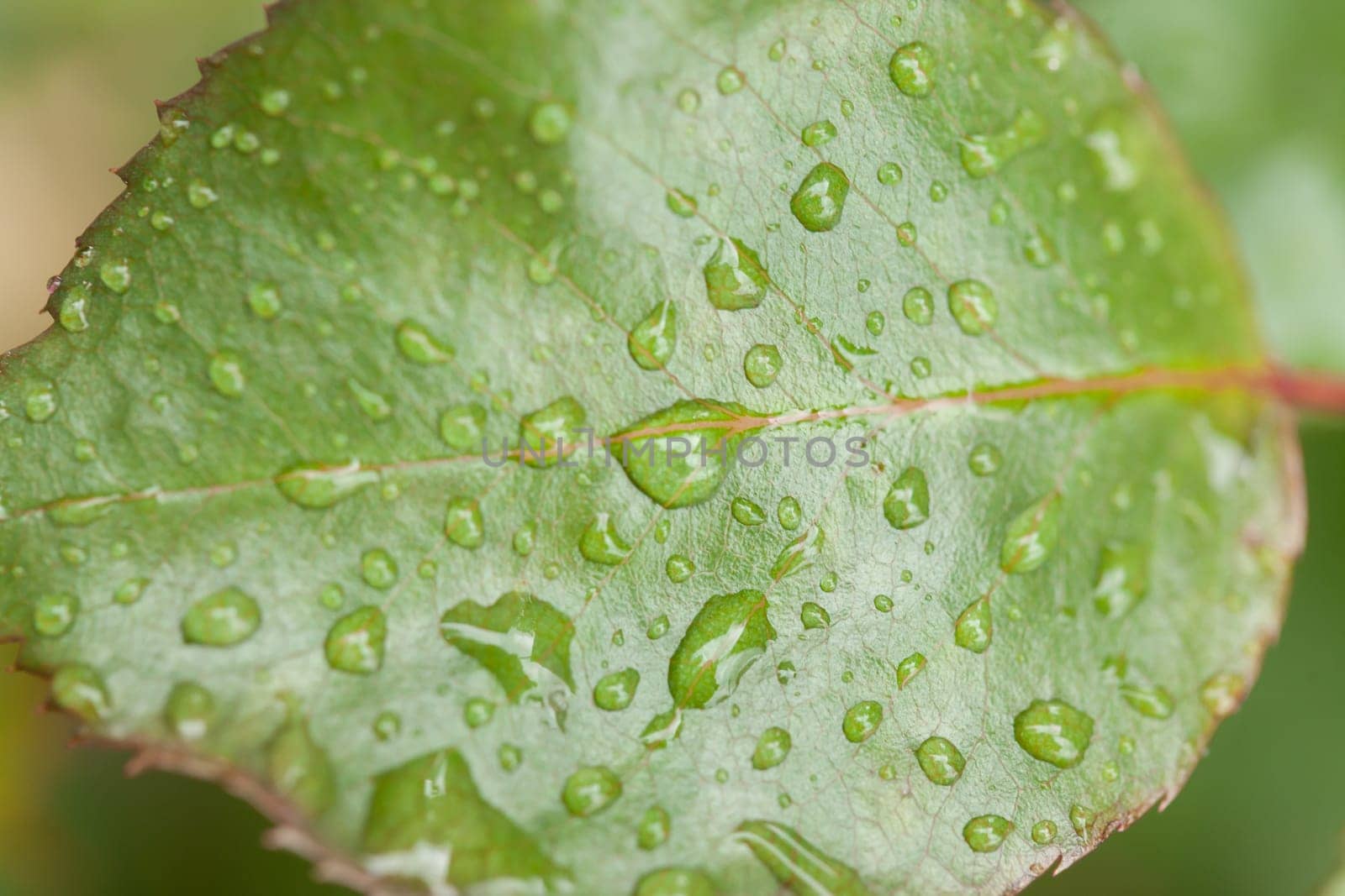 Green leaf full of raindrops. Same are big, some are small.