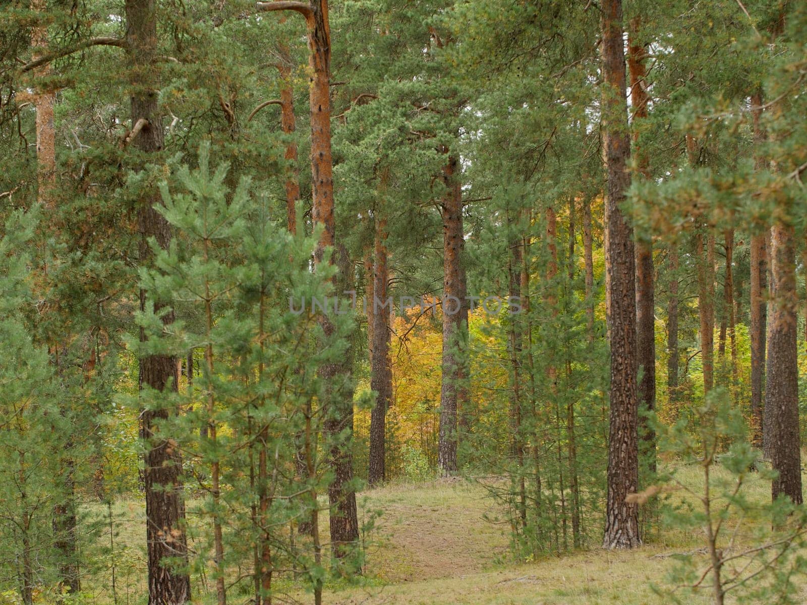 pine forest on the sand dunes, beautiful picturesque autumn landscape