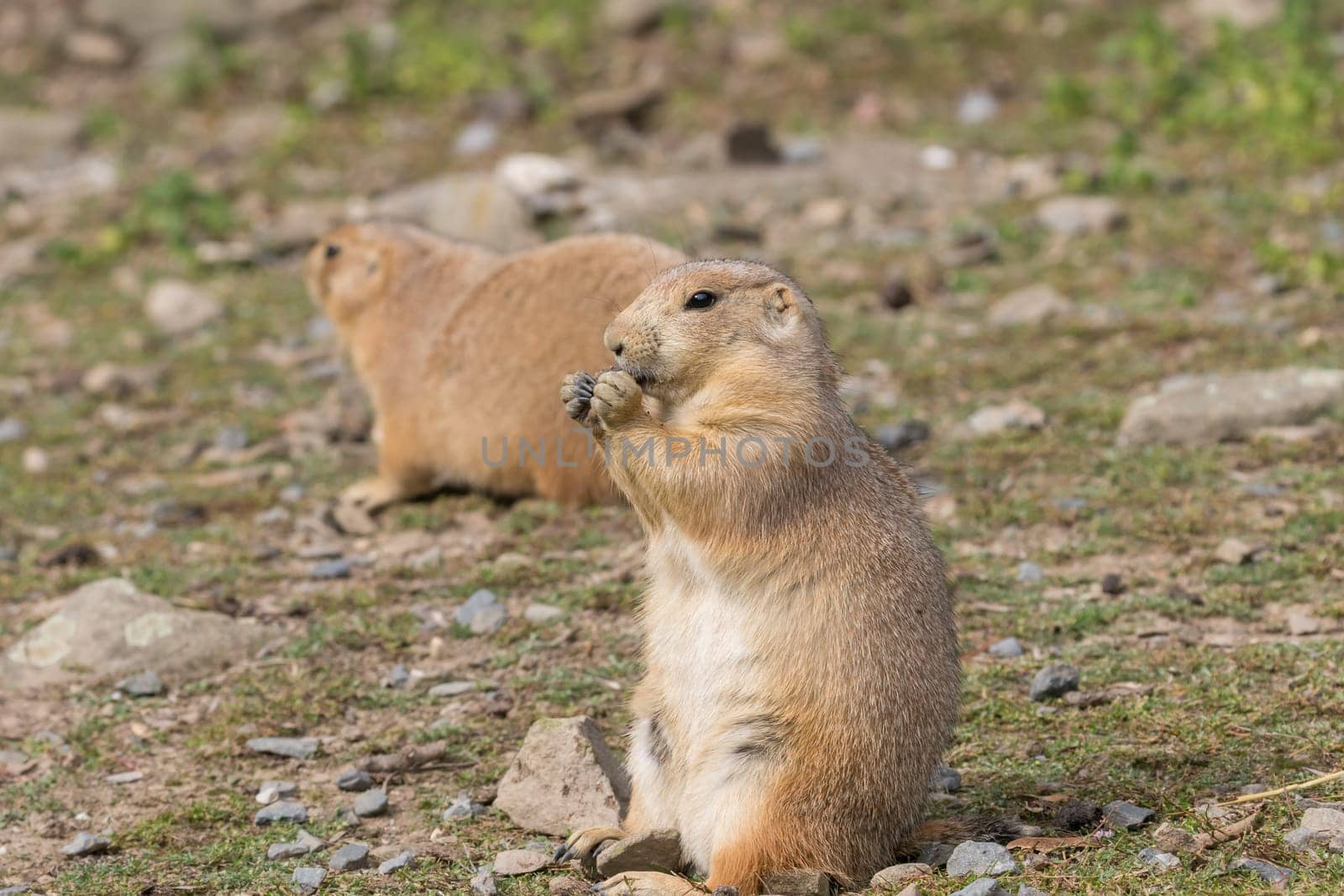 Portrait of adorable black tailed prairie dog standing outdoors.