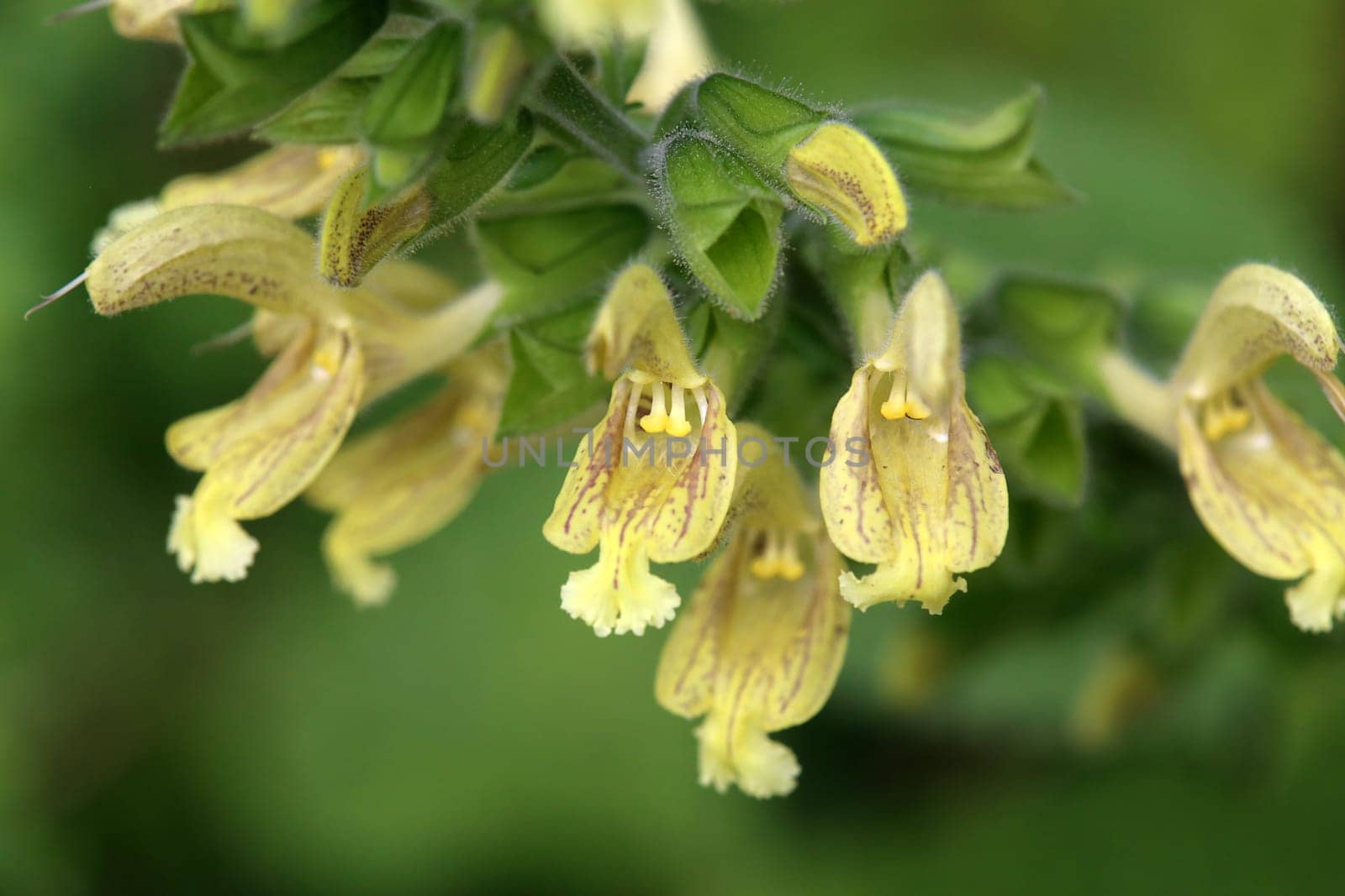 Macro Sticky sage or sticky sage Salvia glutinosa