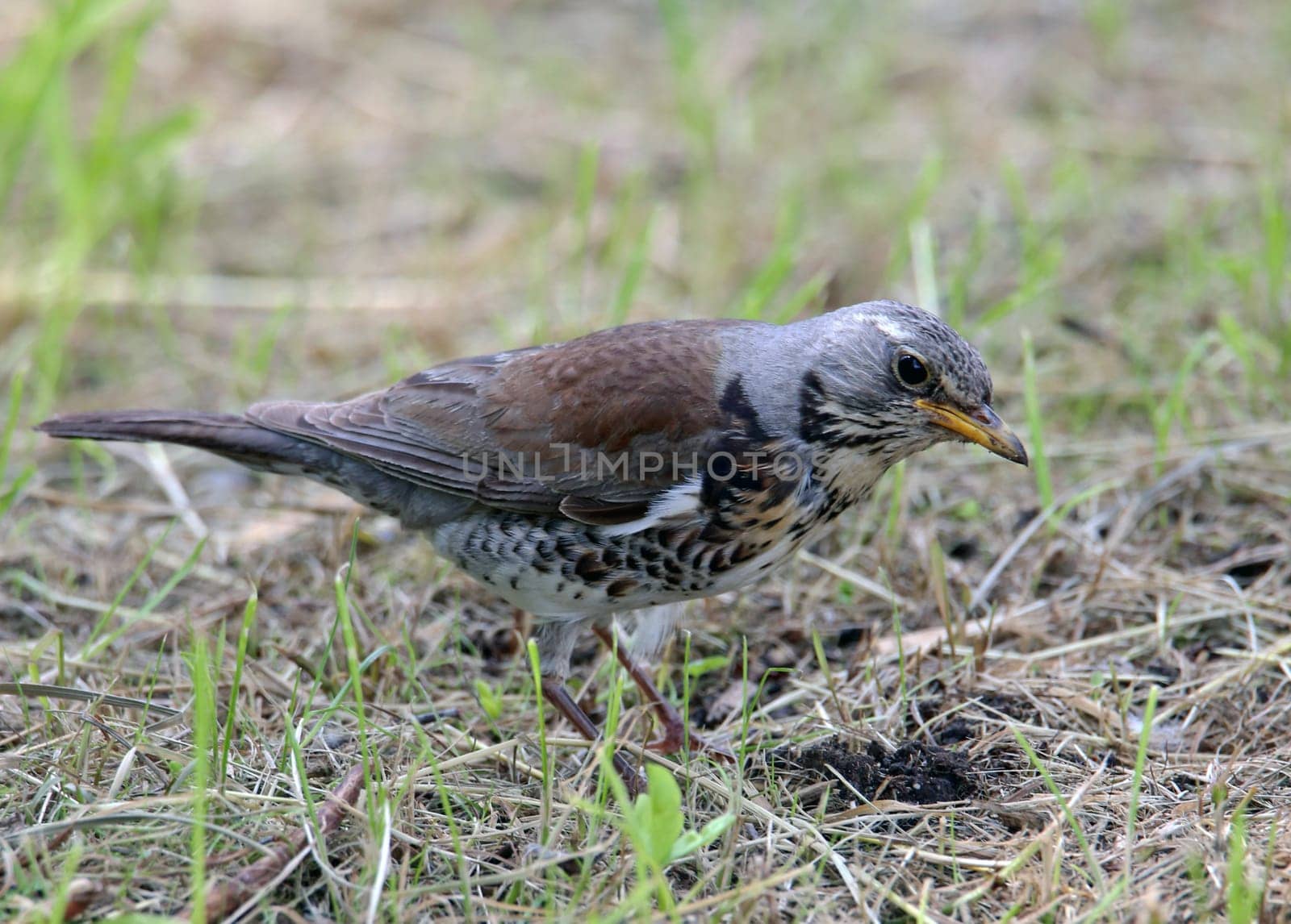 Telephoto Juniper Thrush Turdus pilaris