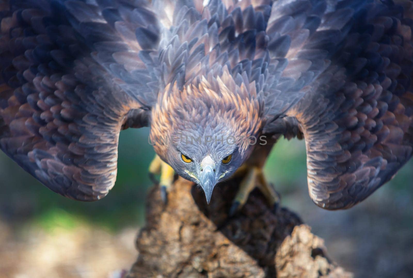 Beautiful Iberian golden eagle ready for take-off before attack. Closeup