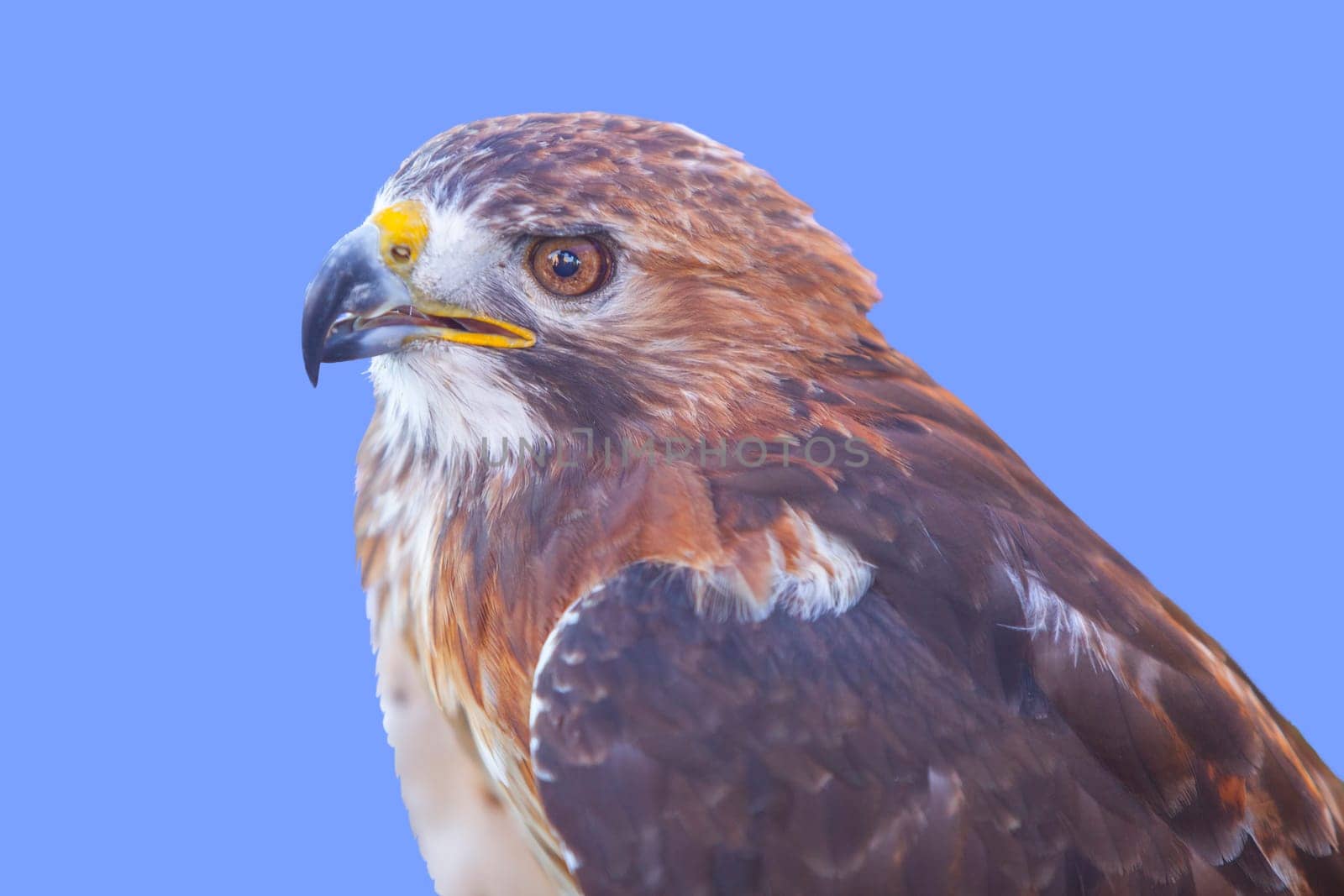 Red-tailed hawk or Buteo jamaicensis. Isolated over blue