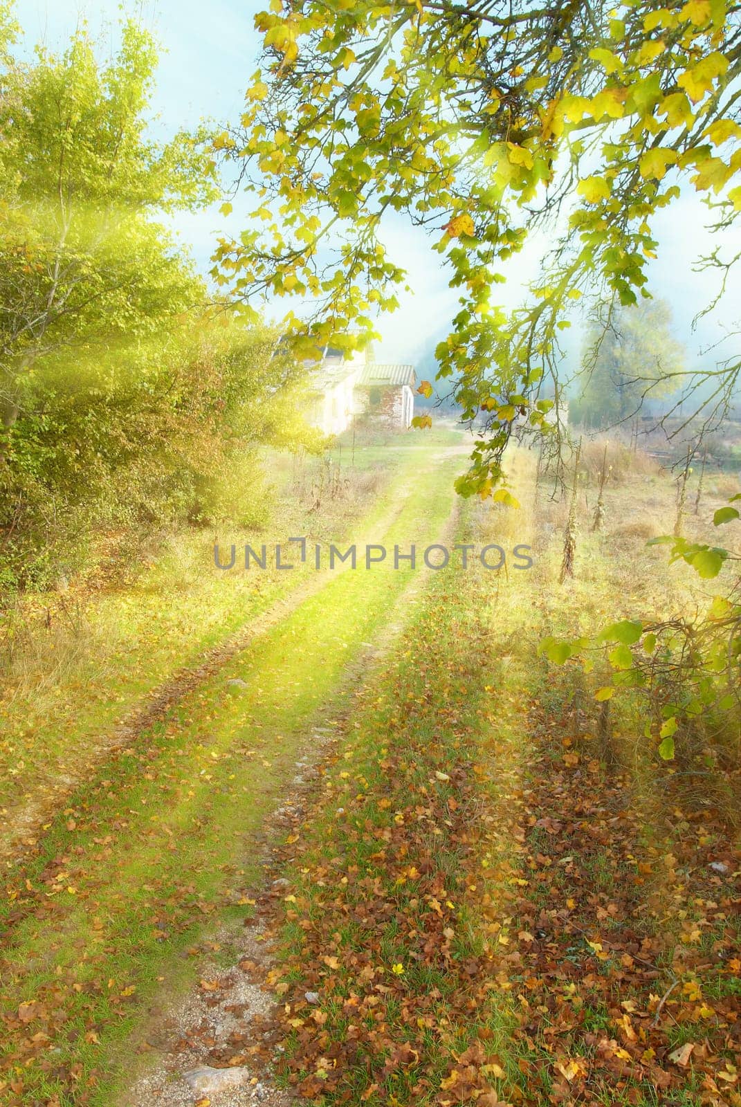 Path in the sunny autumn forest with trees and yellow leaves