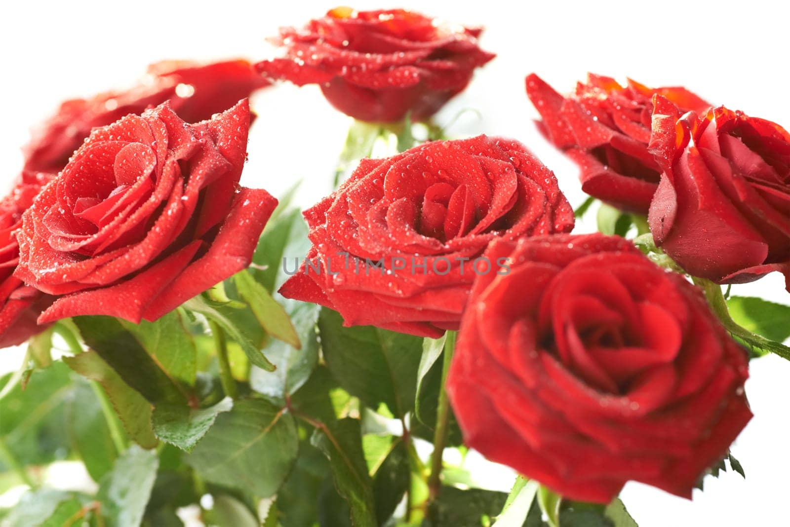 Bouquet of red and white beautiful roses with water drops isolated on white.