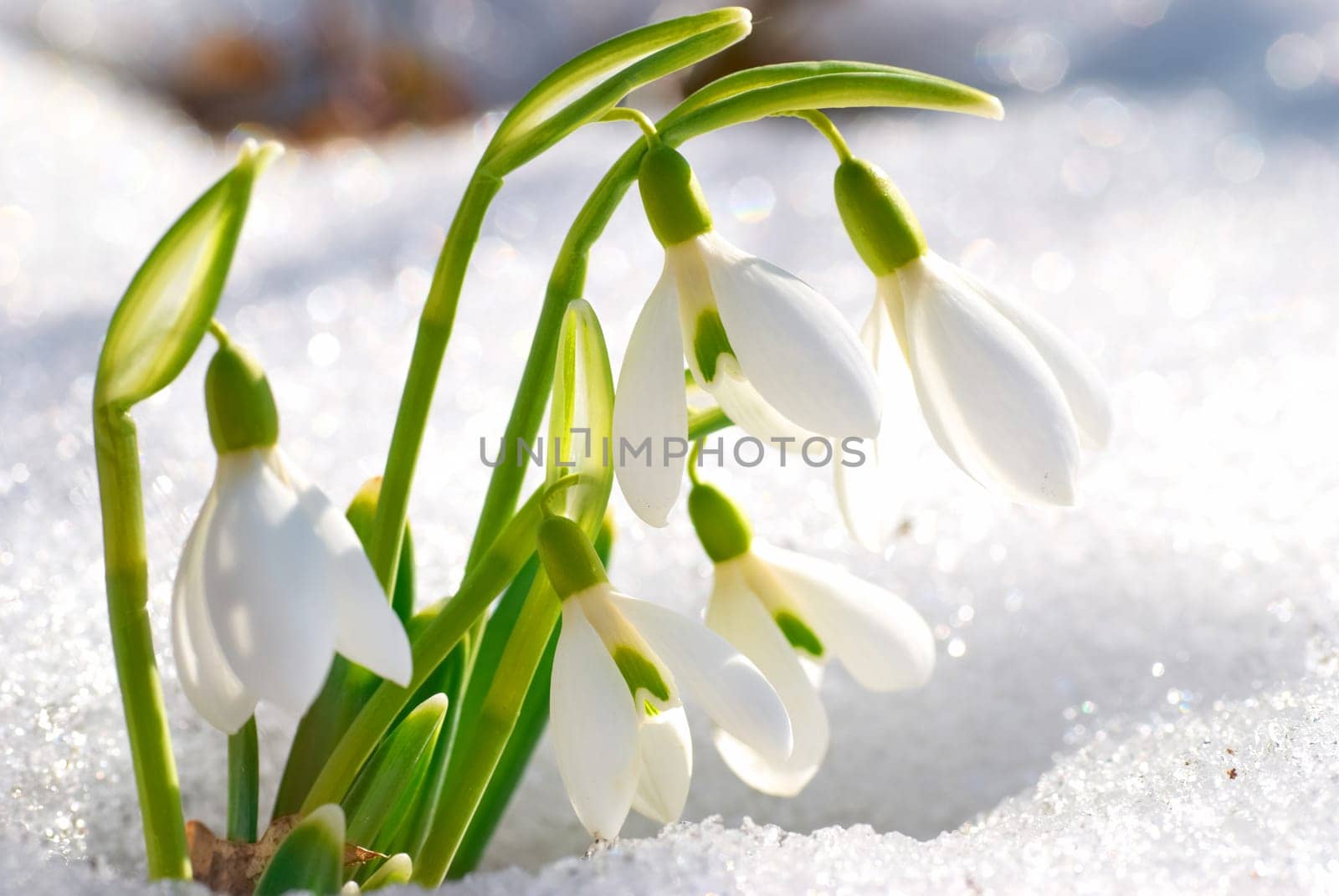 Spring snowdrop flowers with snow in the forest