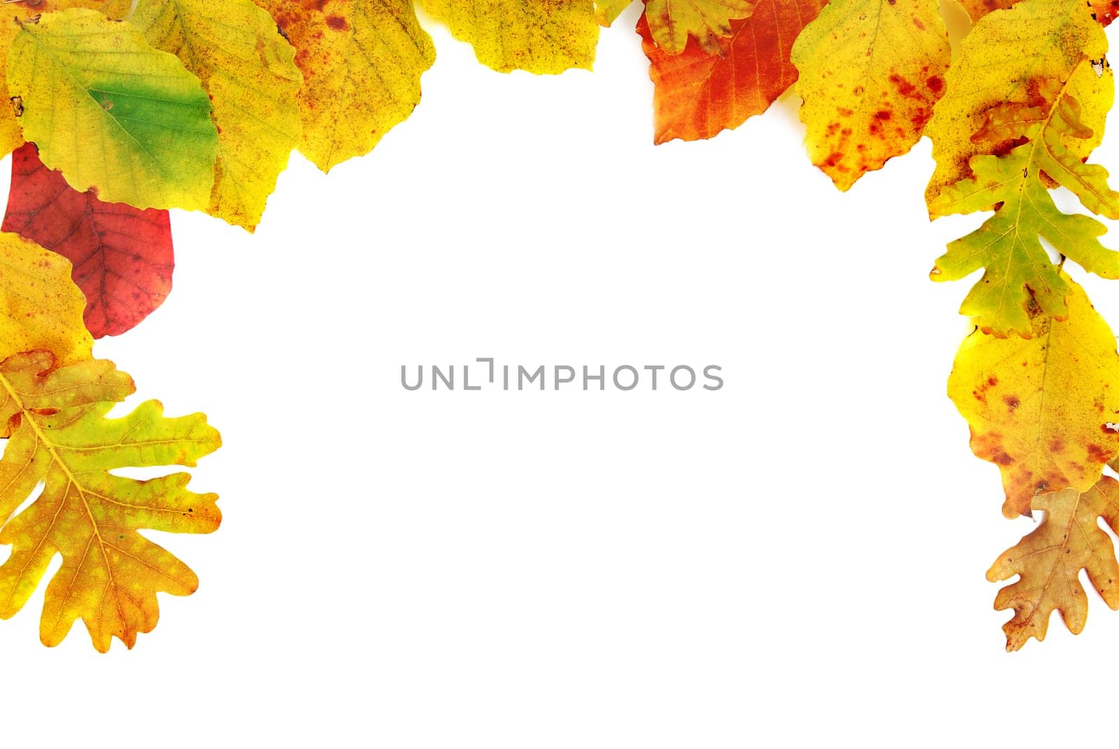Frame from the autumn leaves isolated on white background
