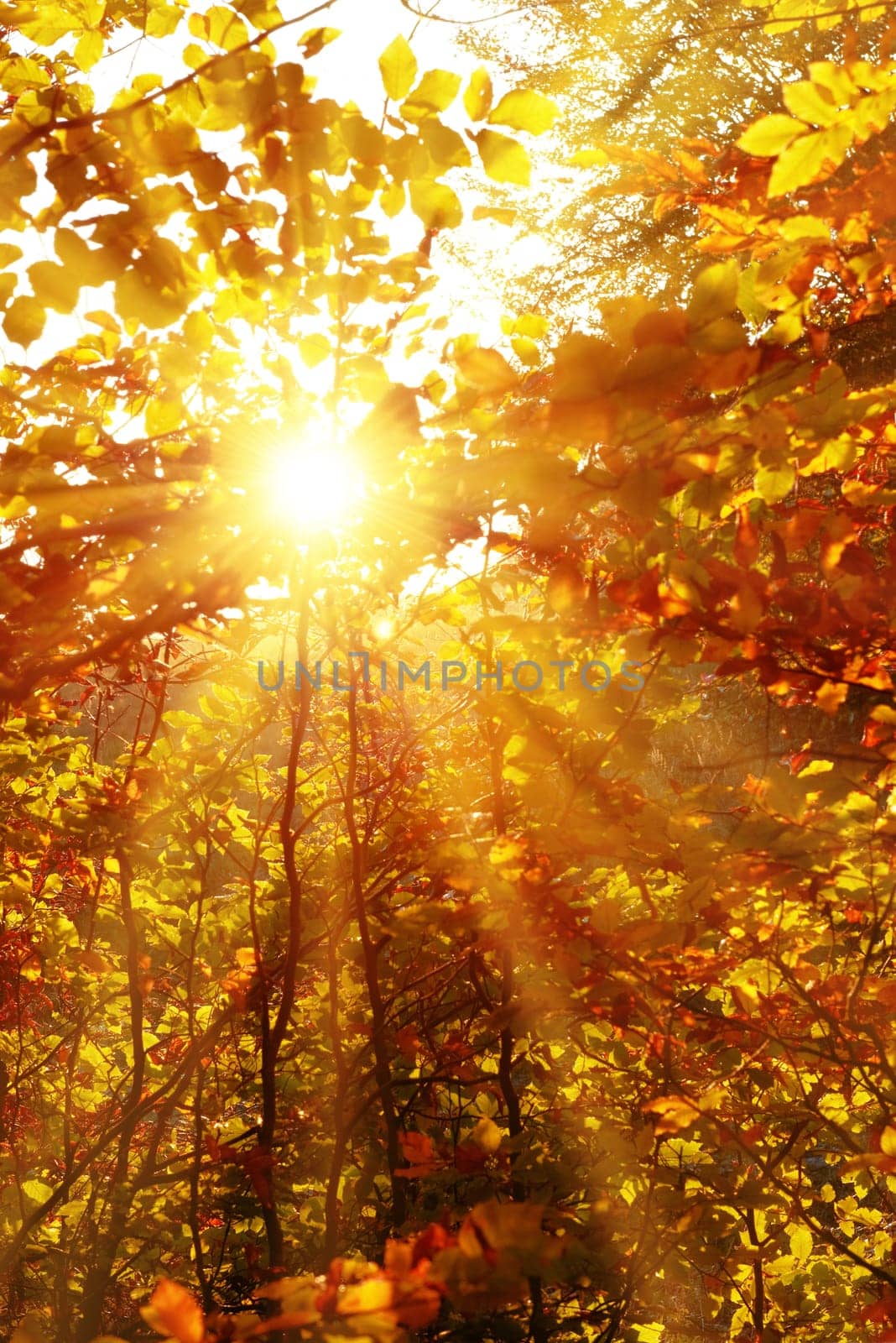 Autumn forest with trees and yellow leaves with bright sun