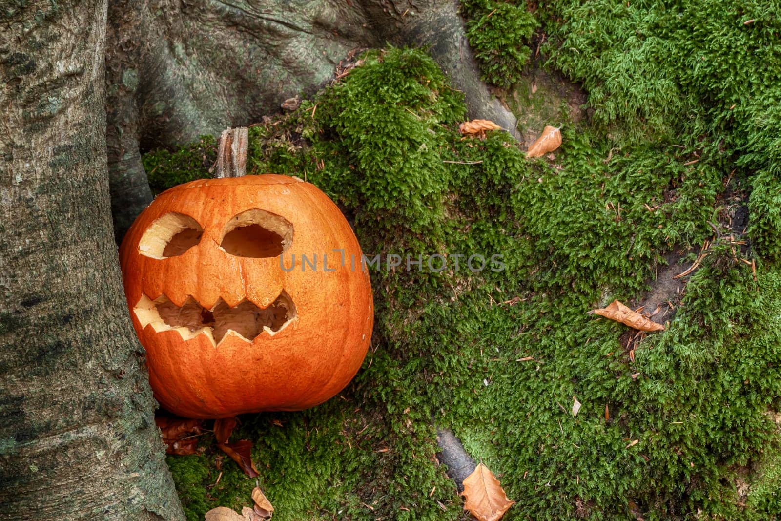 Halloween pumpkin with scary cutout face