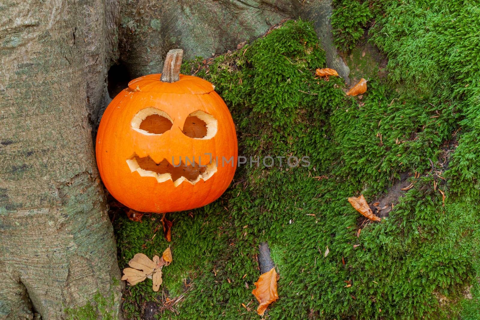 Pumpkin with cutout scary face in teh forest for hlloween