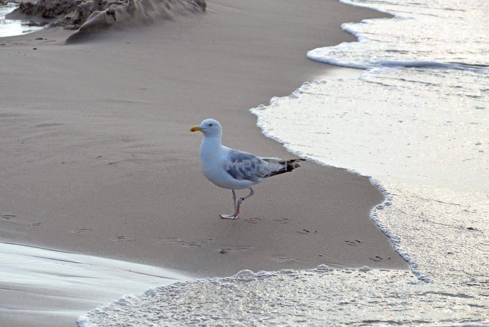 Seagull on the sand beach