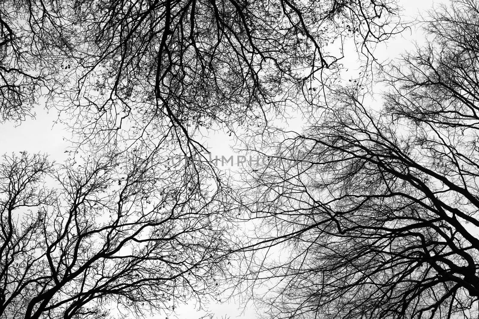 Bare branches without leaves in forest are on white sky background at wintertime, bottom view.