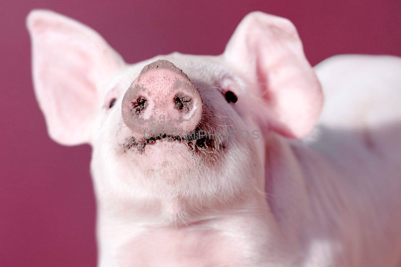 Snout of young pig on pink background, close-up photo.