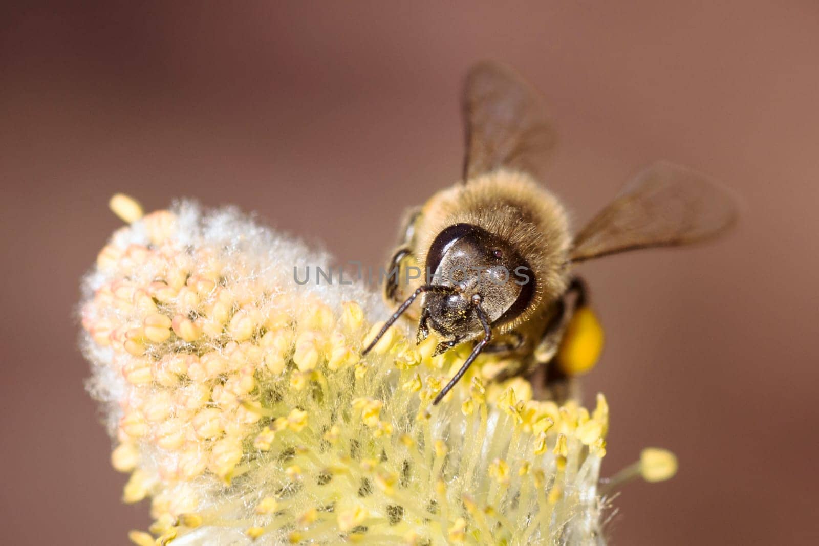 The honey bee insect is on yellow flower, pollination and springtime concept.