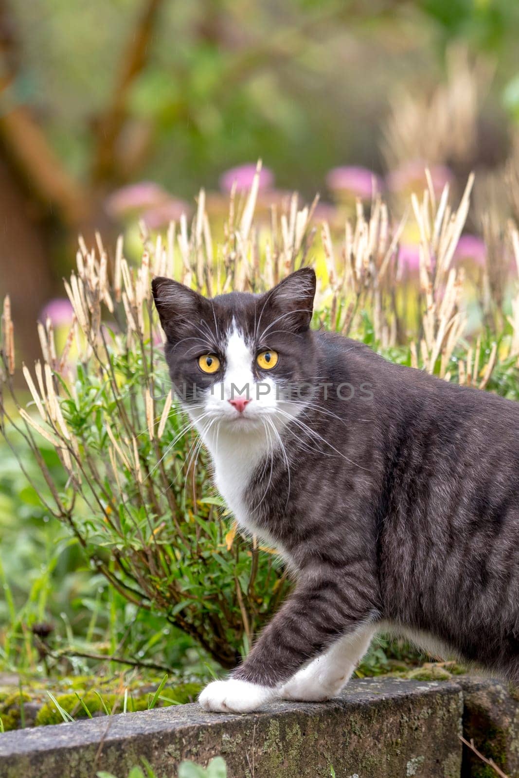 Cat with yellow eyes looks directly at the camera. Against a green background