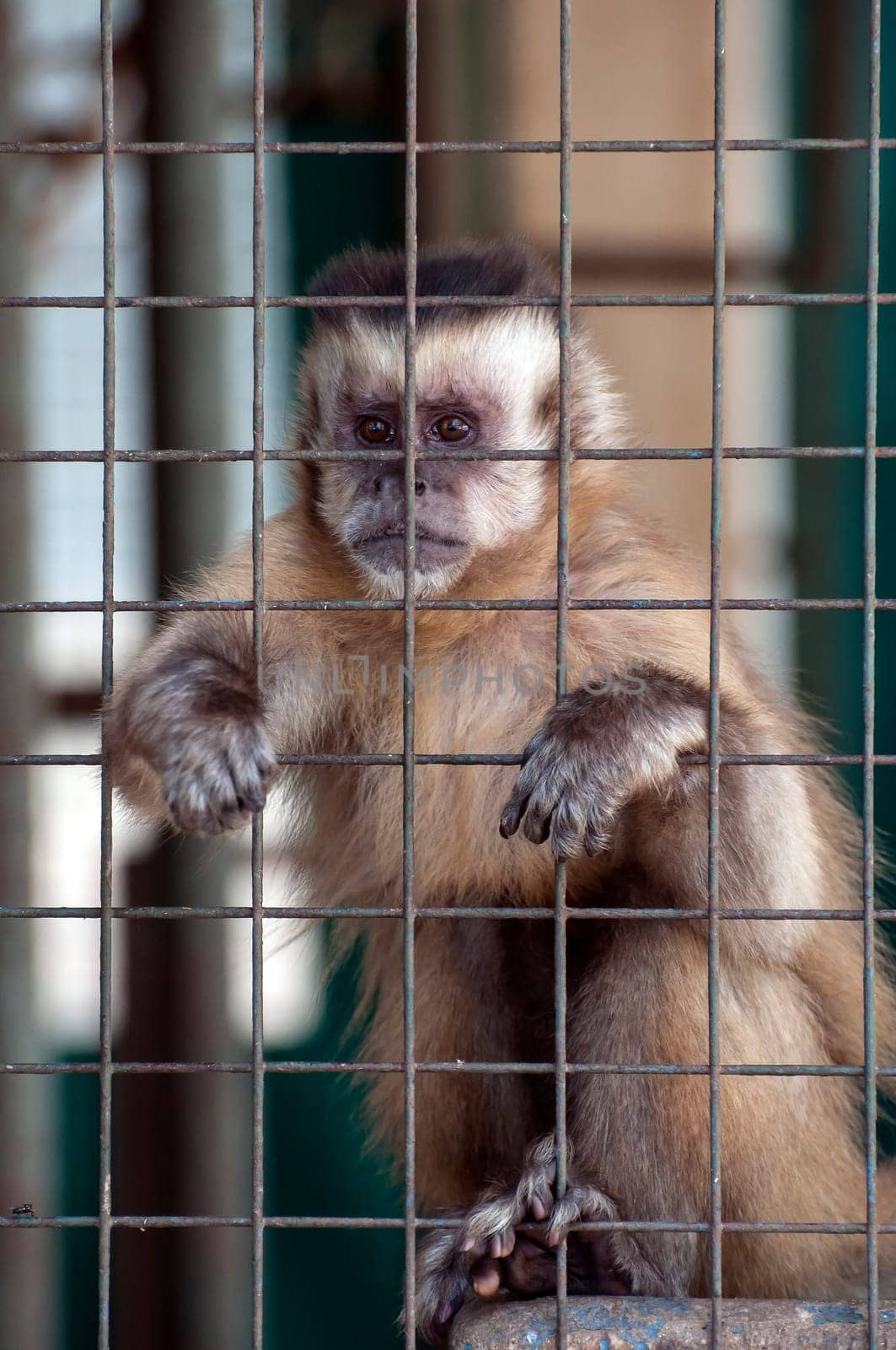 Monkey kept in captivity looks sad inside cage.